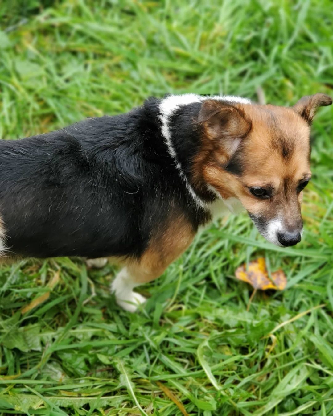 This is beautiful Charlie.  He's not a big dog, in fact he's probably only about 14lbs.  He's looking for a foster home until his neuter appointment, and until he's adopted!

Charlie is touch sensitive (so no children please!)
He likes to potty outside but he does tend to mark inside, so we can provide belly bands until he fully understands that he has to pee outside every time..

He walks well on leash but is Leary of strangers approaching him.  A fenced escape proof yard would be wonderful but he could do well in an apartment setting as well.  We'd like to avoid busy, high traffic areas like Down town Vancouver and are looking for a quieter neighborhood. 

If you think you can provide Charlie a safe foster home for a month or 2, let us know. 

Charlie's vet visit showed a raging ear infection in both ears, hot spots (likely flea bite dermatitis). His teeth aren't bad and he doesn't require any immediate dental work.  He does need to be neutered.  We did not microchip Charlie at this visit because he was so so stressed, so we will wait until he is under for his neuter to do that.

Please keep chipping in towards the vet bill for all these deserving dogs.  This is going to be a very costly rescue mission. 

<a target='_blank' href='https://www.instagram.com/explore/tags/rescue/'>#rescue</a> <a target='_blank' href='https://www.instagram.com/explore/tags/rescuedogs/'>#rescuedogs</a> <a target='_blank' href='https://www.instagram.com/explore/tags/dogs/'>#dogs</a> <a target='_blank' href='https://www.instagram.com/explore/tags/dogsofinstagram/'>#dogsofinstagram</a> <a target='_blank' href='https://www.instagram.com/explore/tags/rescuedogsofinstagram/'>#rescuedogsofinstagram</a>🐾 <a target='_blank' href='https://www.instagram.com/explore/tags/foster/'>#foster</a> <a target='_blank' href='https://www.instagram.com/explore/tags/fosteringsaveslives/'>#fosteringsaveslives</a> <a target='_blank' href='https://www.instagram.com/explore/tags/adopt/'>#adopt</a> <a target='_blank' href='https://www.instagram.com/explore/tags/hoardingdogs/'>#hoardingdogs</a> <a target='_blank' href='https://www.instagram.com/explore/tags/hoardingsurvivors/'>#hoardingsurvivors</a> <a target='_blank' href='https://www.instagram.com/explore/tags/love/'>#love</a> <a target='_blank' href='https://www.instagram.com/explore/tags/bekind/'>#bekind</a> <a target='_blank' href='https://www.instagram.com/explore/tags/donate/'>#donate</a> <a target='_blank' href='https://www.instagram.com/explore/tags/share/'>#share</a> <a target='_blank' href='https://www.instagram.com/explore/tags/care/'>#care</a> <a target='_blank' href='https://www.instagram.com/explore/tags/dhanamettarescuesociety/'>#dhanamettarescuesociety</a> <a target='_blank' href='https://www.instagram.com/explore/tags/lowermainlandhumanesociety/'>#lowermainlandhumanesociety</a>