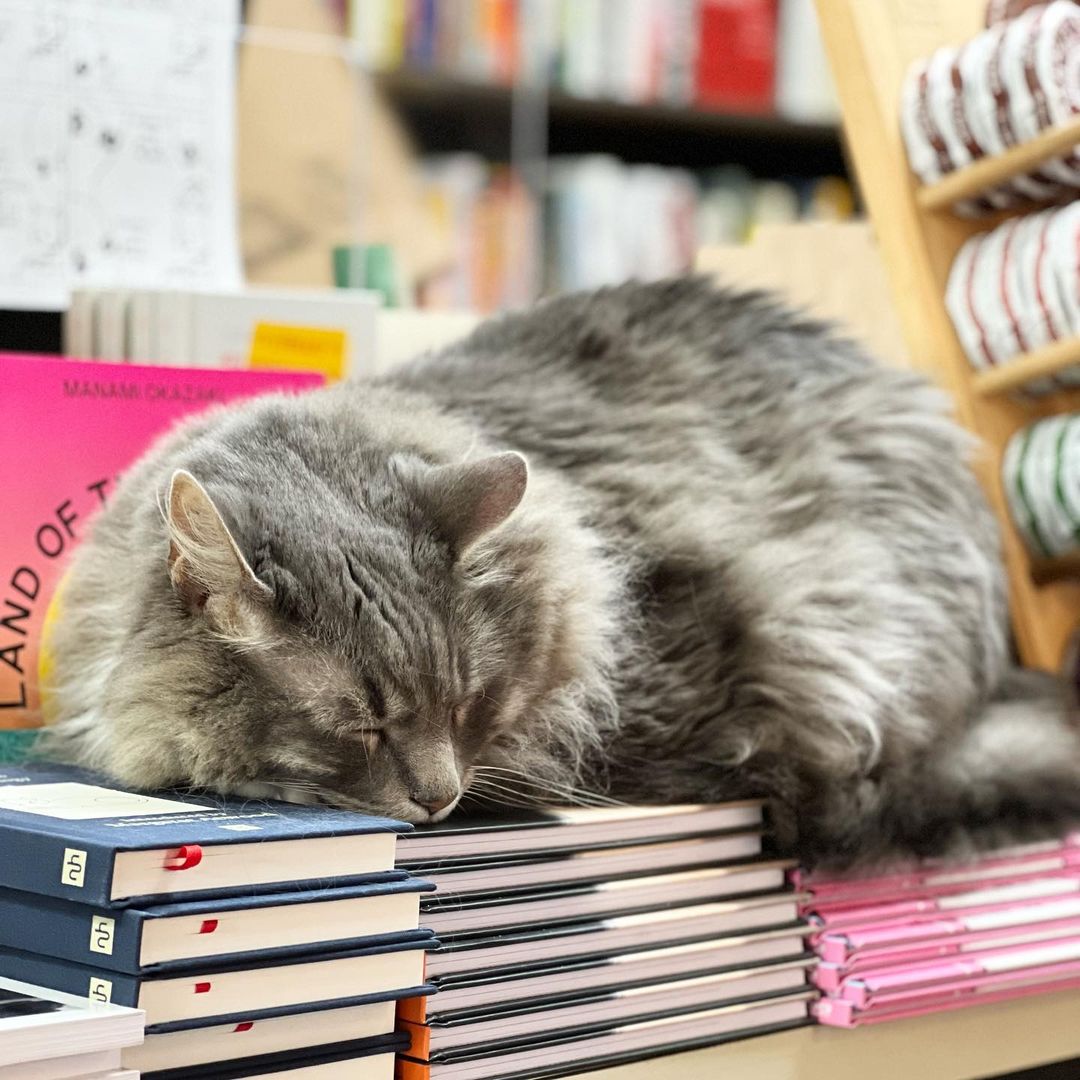 Why is there a cat in our feed? We are giving a big thank you shout out to our friends at @e.shaver_bookseller! They recently acquired a signed copy of Paul McCartney’s new book and in honor of his love for animals, set aside a portion of the proceeds for Renegade. Thank you E Shavers! For being animal lovers, adopting you pup (from Renegade!), and thinking of us for this generous donation!
Happy Sunday everyone, remember to <a target='_blank' href='https://www.instagram.com/explore/tags/shoplocal/'>#shoplocal</a>!

<a target='_blank' href='https://www.instagram.com/explore/tags/renegadepawsrescue/'>#renegadepawsrescue</a> <a target='_blank' href='https://www.instagram.com/explore/tags/supportanimalrescue/'>#supportanimalrescue</a> <a target='_blank' href='https://www.instagram.com/explore/tags/animallovers/'>#animallovers</a> <a target='_blank' href='https://www.instagram.com/explore/tags/adoptdontshop/'>#adoptdontshop</a> <a target='_blank' href='https://www.instagram.com/explore/tags/paulmccartney/'>#paulmccartney</a> <a target='_blank' href='https://www.instagram.com/explore/tags/paulmccartneythelyrics/'>#paulmccartneythelyrics</a> <a target='_blank' href='https://www.instagram.com/explore/tags/eshavers/'>#eshavers</a> <a target='_blank' href='https://www.instagram.com/explore/tags/eshaverbookseller/'>#eshaverbookseller</a> <a target='_blank' href='https://www.instagram.com/explore/tags/supportlocalbusiness/'>#supportlocalbusiness</a> <a target='_blank' href='https://www.instagram.com/explore/tags/localbookstore/'>#localbookstore</a> <a target='_blank' href='https://www.instagram.com/explore/tags/lovemydog/'>#lovemydog</a> <a target='_blank' href='https://www.instagram.com/explore/tags/catsandbooks/'>#catsandbooks</a> <a target='_blank' href='https://www.instagram.com/explore/tags/shopcat/'>#shopcat</a>