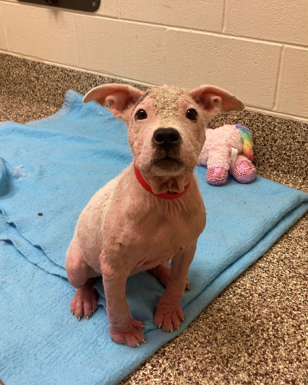 Thank you to everyone for all of the well wishes for Lola. She is feeling a lot better. She is still a little itchy, but she is loving all of the love and attention from our staff and volunteers. <a target='_blank' href='https://www.instagram.com/explore/tags/shelterdog/'>#shelterdog</a> <a target='_blank' href='https://www.instagram.com/explore/tags/rescuedog/'>#rescuedog</a>