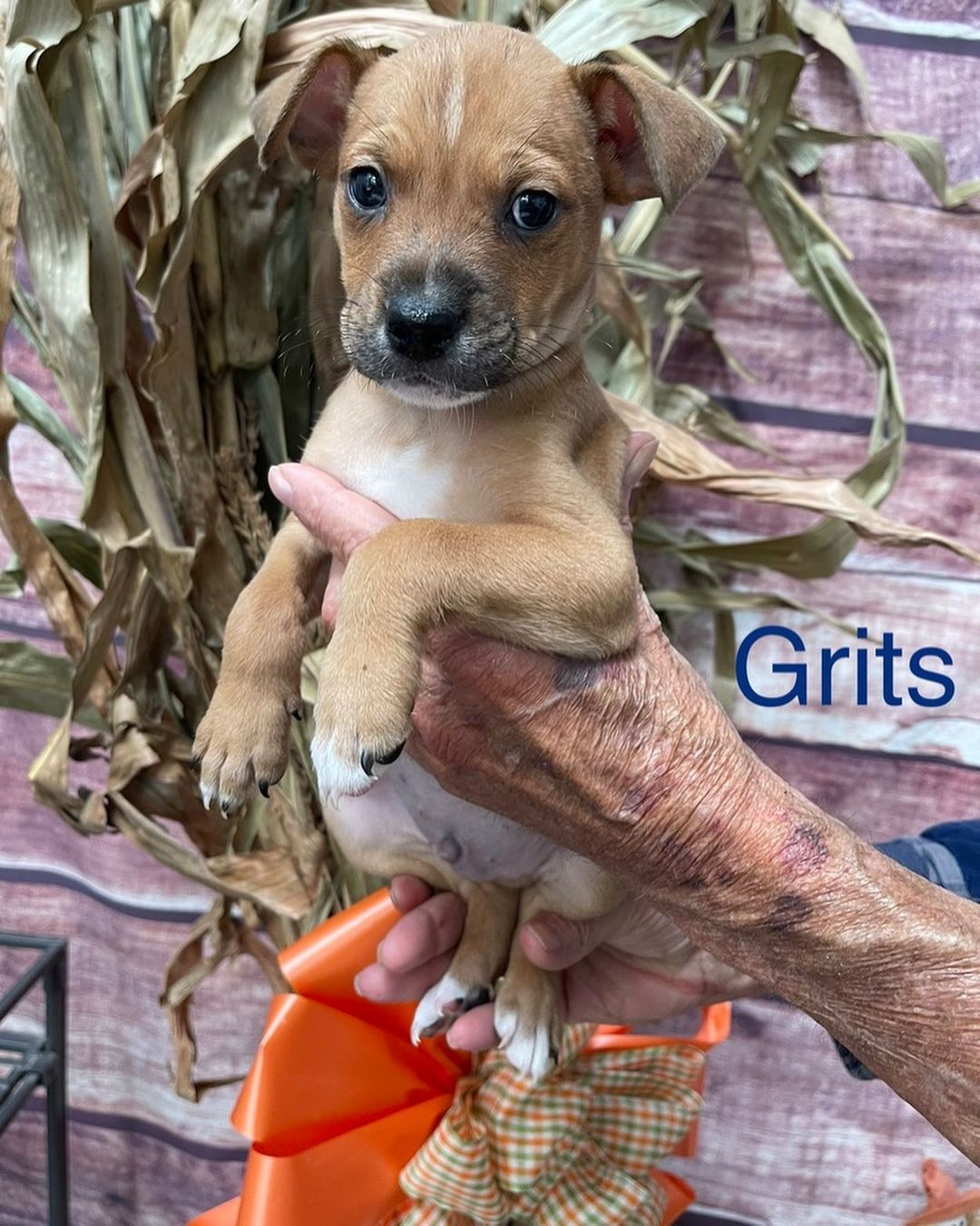 You know whats good no matter what time of day it is? BREAKFAST!

Who doesn’t like breakfast?! Well if you don’t like breakfast how about puppies named after breakfast food? These little pointer mixes are ready to find their forever homes! Waffles, Grits, Bacon and Muffin are 8 weeks old. They will be ready to go home in a week or so.

If you are interested in adopting or viewing our available dogs, please visit crossyourpaws.com. 

<a target='_blank' href='https://www.instagram.com/explore/tags/cyprescue/'>#cyprescue</a> <a target='_blank' href='https://www.instagram.com/explore/tags/crossyourpaws/'>#crossyourpaws</a> <a target='_blank' href='https://www.instagram.com/explore/tags/crossyourpawsrescue/'>#crossyourpawsrescue</a> <a target='_blank' href='https://www.instagram.com/explore/tags/rescue/'>#rescue</a>  <a target='_blank' href='https://www.instagram.com/explore/tags/muttsofinstagram/'>#muttsofinstagram</a> <a target='_blank' href='https://www.instagram.com/explore/tags/dogsofinstagram/'>#dogsofinstagram</a> <a target='_blank' href='https://www.instagram.com/explore/tags/dogsofinsta/'>#dogsofinsta</a> <a target='_blank' href='https://www.instagram.com/explore/tags/instadog/'>#instadog</a> <a target='_blank' href='https://www.instagram.com/explore/tags/instagramdogs/'>#instagramdogs</a> <a target='_blank' href='https://www.instagram.com/explore/tags/rescuedogsofinstagram/'>#rescuedogsofinstagram</a> <a target='_blank' href='https://www.instagram.com/explore/tags/adoptdontshop/'>#adoptdontshop</a> <a target='_blank' href='https://www.instagram.com/explore/tags/dogsofpittsburgh/'>#dogsofpittsburgh</a> <a target='_blank' href='https://www.instagram.com/explore/tags/pittsburghdogs/'>#pittsburghdogs</a> <a target='_blank' href='https://www.instagram.com/explore/tags/rescuedog/'>#rescuedog</a> <a target='_blank' href='https://www.instagram.com/explore/tags/spayandneuter/'>#spayandneuter</a> <a target='_blank' href='https://www.instagram.com/explore/tags/fosteringsaveslives/'>#fosteringsaveslives</a> <a target='_blank' href='https://www.instagram.com/explore/tags/rescuedismyfavoritebreed/'>#rescuedismyfavoritebreed</a> <a target='_blank' href='https://www.instagram.com/explore/tags/breakfast/'>#breakfast</a> <a target='_blank' href='https://www.instagram.com/explore/tags/breakfastofchampions/'>#breakfastofchampions</a> <a target='_blank' href='https://www.instagram.com/explore/tags/baconmakeseverythingbetter/'>#baconmakeseverythingbetter</a> <a target='_blank' href='https://www.instagram.com/explore/tags/waffles/'>#waffles</a> <a target='_blank' href='https://www.instagram.com/explore/tags/bacon/'>#bacon</a> <a target='_blank' href='https://www.instagram.com/explore/tags/grits/'>#grits</a> <a target='_blank' href='https://www.instagram.com/explore/tags/muffin/'>#muffin</a> <a target='_blank' href='https://www.instagram.com/explore/tags/breakfastclub/'>#breakfastclub</a> <a target='_blank' href='https://www.instagram.com/explore/tags/puppiesofinstagram/'>#puppiesofinstagram</a> <a target='_blank' href='https://www.instagram.com/explore/tags/puppiesofinsta/'>#puppiesofinsta</a> <a target='_blank' href='https://www.instagram.com/explore/tags/puppiesofig/'>#puppiesofig</a> <a target='_blank' href='https://www.instagram.com/explore/tags/puppies/'>#puppies</a>