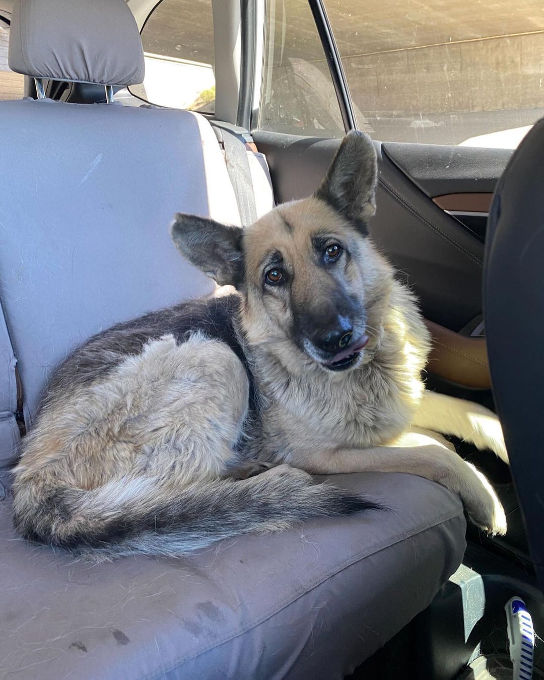 It’s time for a pupdate on Buttercup Belle 🐶🌟 A couple weeks ago, we rescued Buttercup Belle (fka Spell <a target='_blank' href='https://www.instagram.com/explore/tags/A756700/'>#A756700</a>) from the Devore Shelter. She was euth-listed due to a grapefruit sized mammary mass on her belly. After rescuing her, she went straight to @malibuvet at @malibucoastanimal where she received a total health blood panel, urinalysis, cytology, nail trim and ointment for scarring on her ears from fly strikes or an auto immune disease. Fortunately, she had her mammary mass removed and has been recovering in her foster home. Now she’s officially ready for adoption 💛

Oh, hello there! I’m Buttercup, an 8 year old, 62lb German Shepherd.

✨ I was rescued from the scary shelter where I was on the euthanasia list for having a tumor on my chest. HIT Living saved me and got all of that taken care of and I am in the CLEAR and ready to live out my golden years with my new (forever) family!

✨ *Yawn* What time is it? It’s nap time. A little siesta, if you will. I may be an old lady at heart, but after a little snooze to recharge my batteries, I’ll have some energy to play! It doesn’t take too much to tire me out though. A little bit of action is enough to wear me out. Just some light squeezes of the squeaky toy oughta do the trick!

✨ I may be an independent woman, but that’s not to say I don’t adore people. It’s a good thing this grandma doesn’t wear lipstick, otherwise all those kisses I give would leave you with some serious smooch stains! 😚

✨ Darling, the key to a long life is to not sweat the small things. I live by that motto, so I don’t stress out easily. My foster family says they have never seen me stressed out, so I must be doing something right!

Apply to adopt Buttercup Belle at hitlivingfoundation.org 💫

<a target='_blank' href='https://www.instagram.com/explore/tags/hitliving/'>#hitliving</a> <a target='_blank' href='https://www.instagram.com/explore/tags/foundlove/'>#foundlove</a> <a target='_blank' href='https://www.instagram.com/explore/tags/gsd/'>#gsd</a> <a target='_blank' href='https://www.instagram.com/explore/tags/gsdofinstagram/'>#gsdofinstagram</a> <a target='_blank' href='https://www.instagram.com/explore/tags/gsdlife/'>#gsdlife</a> <a target='_blank' href='https://www.instagram.com/explore/tags/devorenomore/'>#devorenomore</a> <a target='_blank' href='https://www.instagram.com/explore/tags/devoreshelter/'>#devoreshelter</a> <a target='_blank' href='https://www.instagram.com/explore/tags/devoresheltersurvivor/'>#devoresheltersurvivor</a> <a target='_blank' href='https://www.instagram.com/explore/tags/gsdlover/'>#gsdlover</a> <a target='_blank' href='https://www.instagram.com/explore/tags/losangeles/'>#losangeles</a>