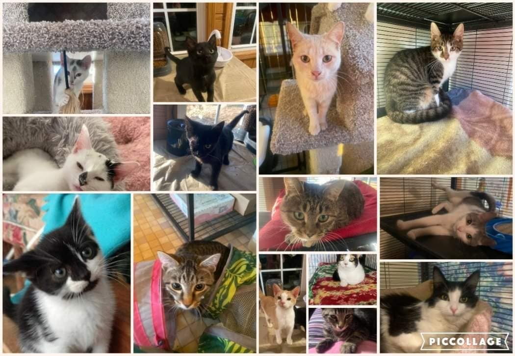 We are excited to announce that we now have a Cat Coordinator!  She has been able to expand our cat rescue and we have 14 cats in our program.  If you are in the market for a new feline friend, we have the purrrrrfect match for you.  You can look at ALL of our available at https://www.piedmontanimalrescue.com/adopt.html

Or by stopping by any Pet Supermarket in Concord or Mooresville!