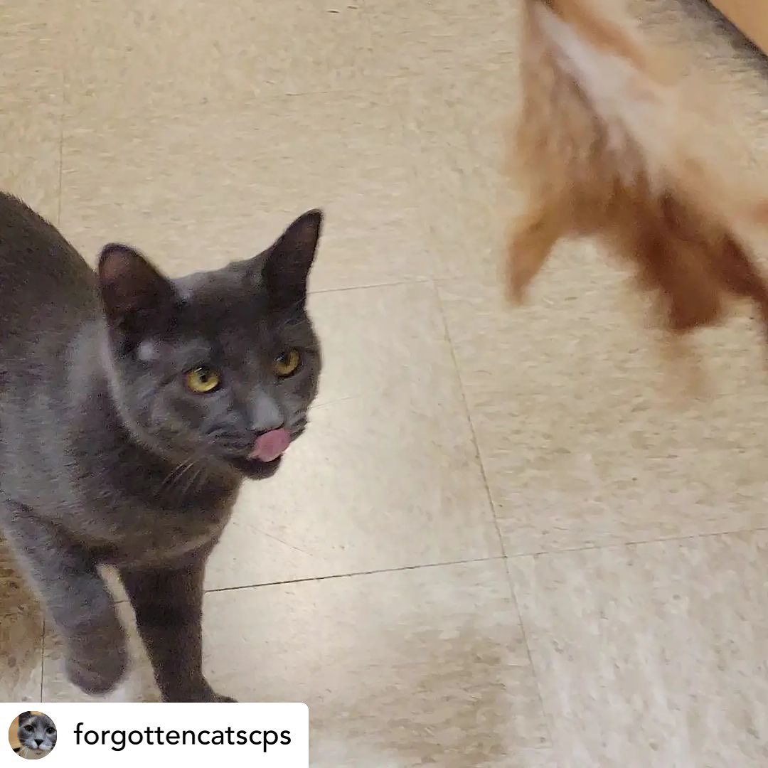 What a handsome stud!that just arrived at the Christiana PetSmart💙💙@forgottencatscps 

Adopt handsome STEELO! Apply online using link in bio or in person at Christiana Petsmart. 🐈‍⬛💙🐈‍⬛💙<a target='_blank' href='https://www.instagram.com/explore/tags/forgottencatschristiana/'>#forgottencatschristiana</a> <a target='_blank' href='https://www.instagram.com/explore/tags/forgottencats/'>#forgottencats</a> <a target='_blank' href='https://www.instagram.com/explore/tags/catsofinstagram/'>#catsofinstagram</a>