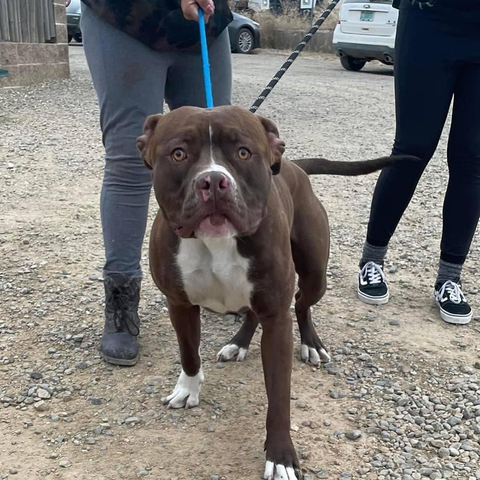 Do you know me??

Male neutered found on La Junta Rd and 518
He has a microchip
No collar or tags 
If this is your dog please call 575-758-2981