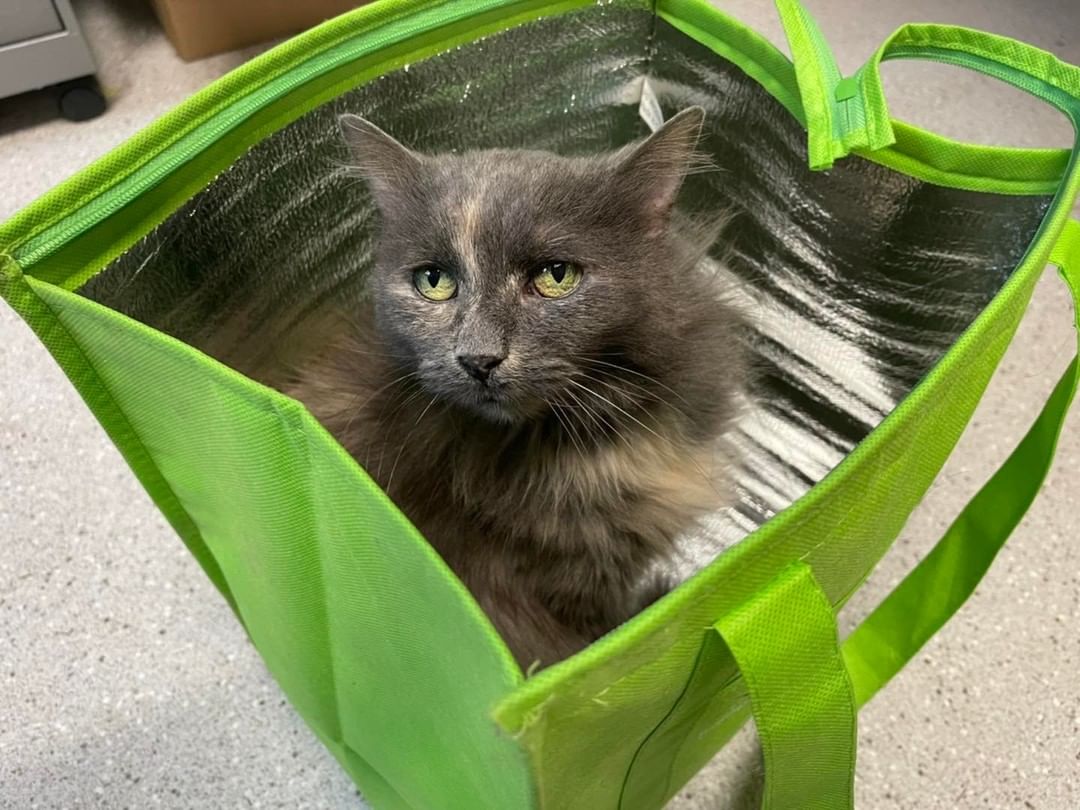 🐱 Lo says no, the cat has NOT been let out of the bag. 🐱