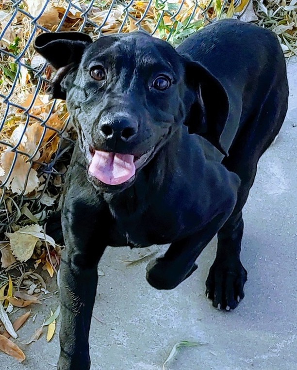 Woo Doggie! Look at what we have here! Just the cutest coonhound lab mix puppies that's what! And who can resist those cute puppy faces? We sure can't. These guys and gals would love to be your furr-ever dog ❤. 

Their adoption is $60 and includes everything we have to offer! <a target='_blank' href='https://www.instagram.com/explore/tags/takemehometonight/'>#takemehometonight</a> <a target='_blank' href='https://www.instagram.com/explore/tags/idontwannabealonetonight/'>#idontwannabealonetonight</a> <a target='_blank' href='https://www.instagram.com/explore/tags/adoptme/'>#adoptme</a> <a target='_blank' href='https://www.instagram.com/explore/tags/coonhoundpuppies/'>#coonhoundpuppies</a>! <a target='_blank' href='https://www.instagram.com/explore/tags/loveussomepuppies/'>#loveussomepuppies</a> <a target='_blank' href='https://www.instagram.com/explore/tags/naawa/'>#naawa</a> <a target='_blank' href='https://www.instagram.com/explore/tags/trinidadco/'>#trinidadco</a>