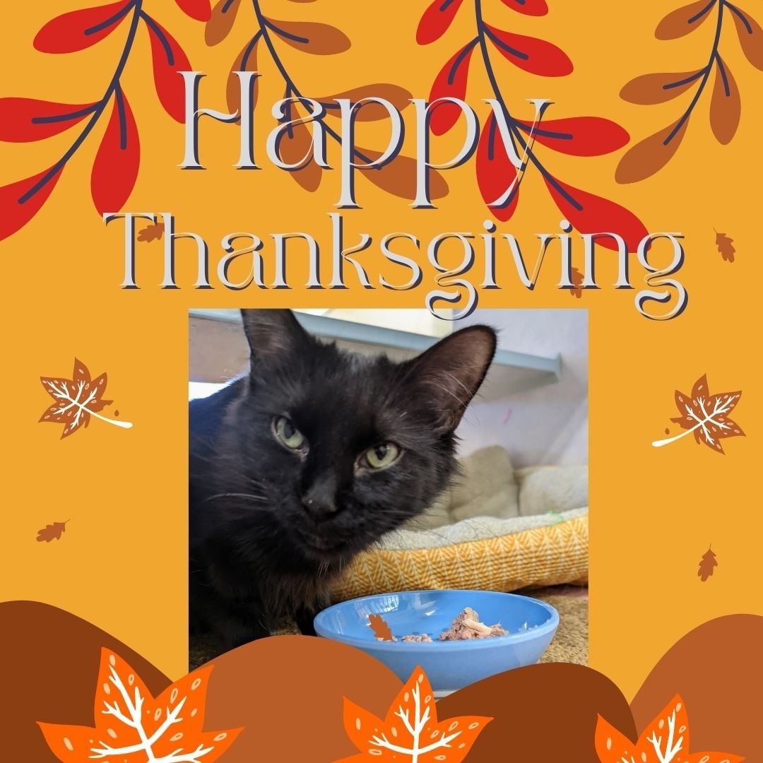 Happy Thanksgiving to everyone! We are closed today but will open back up tomorrow and resume normal business hours between 10:30am-5pm. We hope you are enjoying some delicious food today and are able to relax with loved ones- human or furkids alike!
 
Here’s a picture of Ruthy enjoying her turkey dinner! 🍁
<a target='_blank' href='https://www.instagram.com/explore/tags/ColoradoAnimalRescue/'>#ColoradoAnimalRescue</a> <a target='_blank' href='https://www.instagram.com/explore/tags/AnimalRescue/'>#AnimalRescue</a> <a target='_blank' href='https://www.instagram.com/explore/tags/adoptablepet/'>#adoptablepet</a> <a target='_blank' href='https://www.instagram.com/explore/tags/adoptablecat/'>#adoptablecat</a> <a target='_blank' href='https://www.instagram.com/explore/tags/adoptdontshop/'>#adoptdontshop</a> <a target='_blank' href='https://www.instagram.com/explore/tags/HappyThanksgiving/'>#HappyThanksgiving</a>