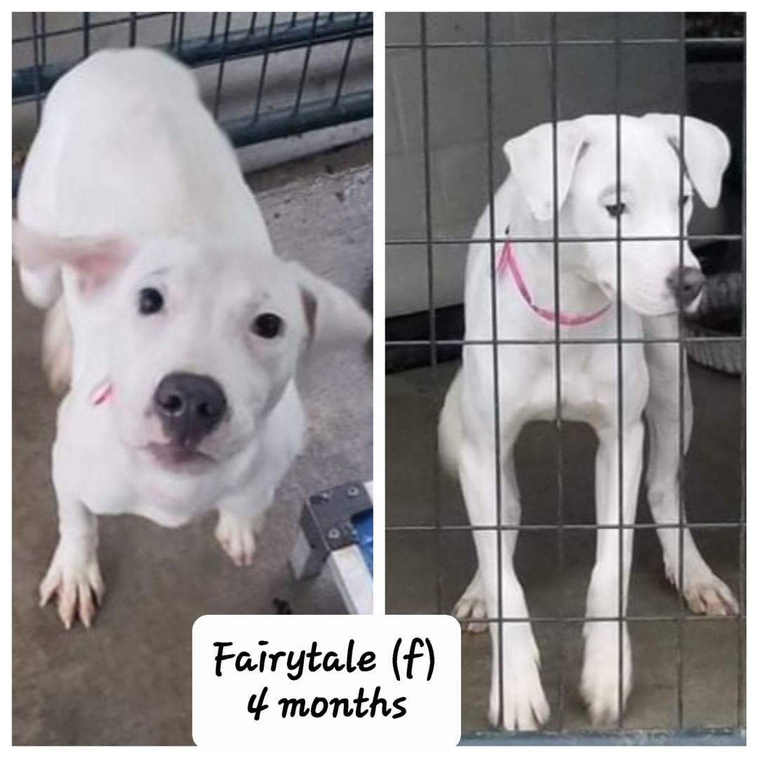 COMING SOON!!

Are you looking to adopt? Do any of these sweet souls look like a potential new family member?

We are short on fosters so we have a newer program called foster-to-adopt. What's that you ask? Well, you choose the pet you are interested in adopting, you then enter our foster program and when the animal gets vetted and is ready to finalize through our adoption program, you finalize your adoption and then end the program. If for some reason the animal ends up not being a fit, no worries our only ask is you continue to foster until adopted, around 3 weeks.  You are welcome to stay on as a foster again until you find the  perfect match.

All puppies are mixed breeds and only a DNA test can confirm what breed they are. 

Please go to our website at MichelesRescue.com and fill out a FOSTER APPLICATION!!!! Click on “puppy foster” as interest and if your application is approved a foster coordinator will be in touch to discuss the next steps and answer all your questions. Be sure to note which pup you are interested if you have a specific one in mind. 
🐾💕🐾💕🐾💕🐾💕🐾