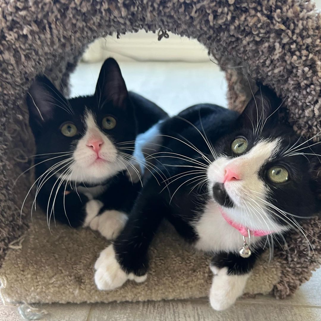 How can it be that we still have this perfect little polydactyl cutie?!?! Kiki is the total package!! Sweet, funny, fun, loving, confident and the cutest extra tosies ever!! 
Her and her brothers, Axel and Cinco would make the perfect addition to your home. She’s ready to enrich your life with unconditional love. ❤️
DM for an adoption questionnaire..
.
.
.
.
,
,
,
.
.
<a target='_blank' href='https://www.instagram.com/explore/tags/polydactylcat/'>#polydactylcat</a><a target='_blank' href='https://www.instagram.com/explore/tags/polykitty/'>#polykitty</a><a target='_blank' href='https://www.instagram.com/explore/tags/polydactylcatsofinstagram/'>#polydactylcatsofinstagram</a><a target='_blank' href='https://www.instagram.com/explore/tags/polydactylkitten/'>#polydactylkitten</a><a target='_blank' href='https://www.instagram.com/explore/tags/mookitten/'>#mookitten</a><a target='_blank' href='https://www.instagram.com/explore/tags/mookitty/'>#mookitty</a><a target='_blank' href='https://www.instagram.com/explore/tags/catlovers/'>#catlovers</a><a target='_blank' href='https://www.instagram.com/explore/tags/cutiepie/'>#cutiepie</a><a target='_blank' href='https://www.instagram.com/explore/tags/catadoptions/'>#catadoptions</a><a target='_blank' href='https://www.instagram.com/explore/tags/newportbeach/'>#newportbeach</a><a target='_blank' href='https://www.instagram.com/explore/tags/tuxedocats/'>#tuxedocats</a><a target='_blank' href='https://www.instagram.com/explore/tags/jellybeans/'>#jellybeans</a><a target='_blank' href='https://www.instagram.com/explore/tags/toebeans/'>#toebeans</a>🐾 <a target='_blank' href='https://www.instagram.com/explore/tags/prettytoes/'>#prettytoes</a><a target='_blank' href='https://www.instagram.com/explore/tags/fostercats/'>#fostercats</a><a target='_blank' href='https://www.instagram.com/explore/tags/fosterkitties/'>#fosterkitties</a><a target='_blank' href='https://www.instagram.com/explore/tags/kittens/'>#kittens</a><a target='_blank' href='https://www.instagram.com/explore/tags/meowdel/'>#meowdel</a><a target='_blank' href='https://www.instagram.com/explore/tags/instapurr/'>#instapurr</a>