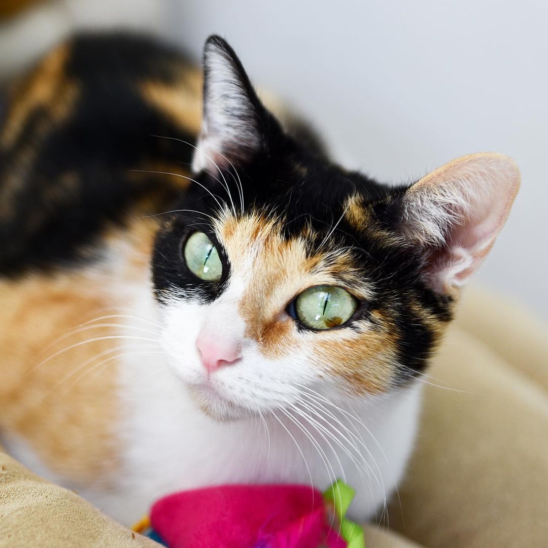 You can find this big-eyed beauty at @naughtycatcafe. Just ask for Elastigirl. <a target='_blank' href='https://www.instagram.com/explore/tags/calico/'>#calico</a> <a target='_blank' href='https://www.instagram.com/explore/tags/calicosofinstagram/'>#calicosofinstagram</a> <a target='_blank' href='https://www.instagram.com/explore/tags/calicocat/'>#calicocat</a> <a target='_blank' href='https://www.instagram.com/explore/tags/calicocatsofinstagram/'>#calicocatsofinstagram</a> <a target='_blank' href='https://www.instagram.com/explore/tags/catsofinstagram/'>#catsofinstagram</a> <a target='_blank' href='https://www.instagram.com/explore/tags/catstagram/'>#catstagram</a>