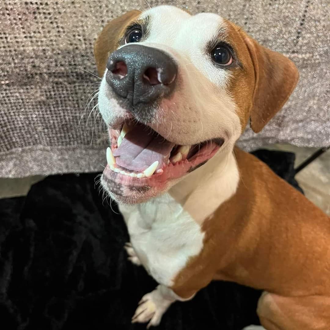 Dewey is still waiting for his people! 

Dewey is such a sweetie - he’s good with cats, other dogs, and children over the age of 5! A meet and greet with potential siblings is still required to ensure a purrfect fit! Come meet Dewey today, his tail will be wagging! 🐾 740-314-5583