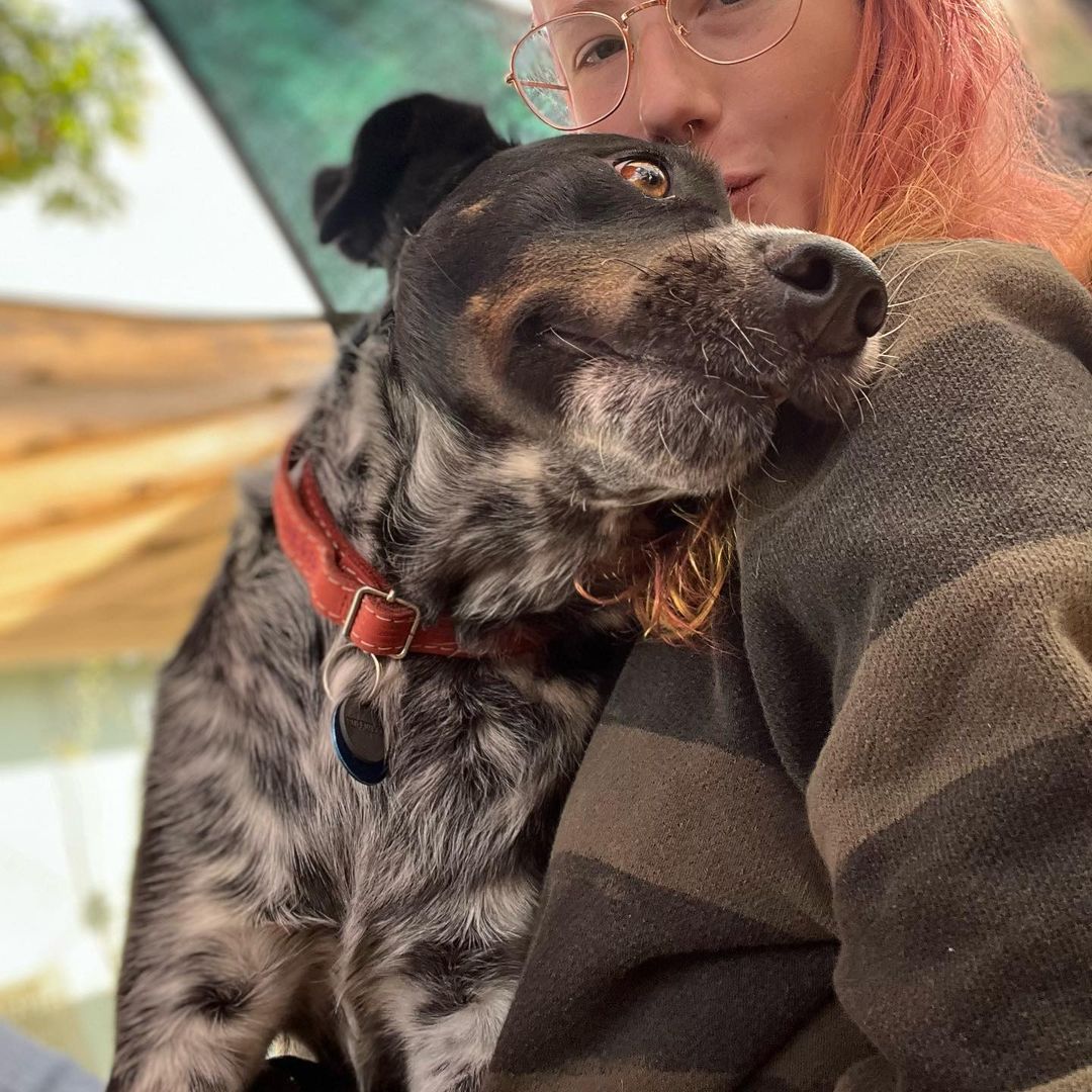 Edit: temp foster found! BUT Patrick is still looking for a forever home and available for adoption! Learn more through link in bio 🤍🤍🤍

Original post:
Temp Foster Needed!! Nov 25-30th for our boy Patrick!! Would do best in an adult only home. Has lived w other dogs & likes female dogs best. House and crate trained, wonderful leash walker. Anyone who is spending the holidays alone this year and looking for a friend to keep company email us at info@heartsforpawsrescue.com if you may be able to help! Food supplies provided — anywhere within Bay - Sac county area.