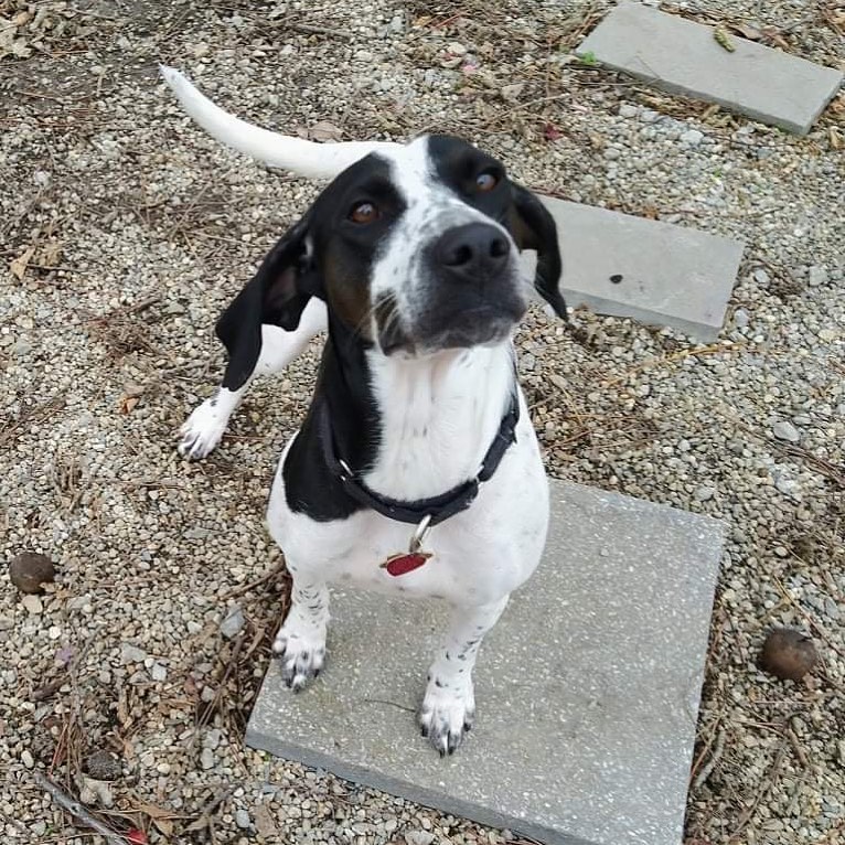 Momma Quincy is starting her heartworm treatment before she heads to her forever home. Leave her some ❤️ in the comments. 
🐾
🐾
<a target='_blank' href='https://www.instagram.com/explore/tags/pointer/'>#pointer</a> <a target='_blank' href='https://www.instagram.com/explore/tags/dog/'>#dog</a> <a target='_blank' href='https://www.instagram.com/explore/tags/dogs/'>#dogs</a> <a target='_blank' href='https://www.instagram.com/explore/tags/adoptpurelove/'>#adoptpurelove</a> <a target='_blank' href='https://www.instagram.com/explore/tags/pointersofinstagram/'>#pointersofinstagram</a> <a target='_blank' href='https://www.instagram.com/explore/tags/adopted/'>#adopted</a>