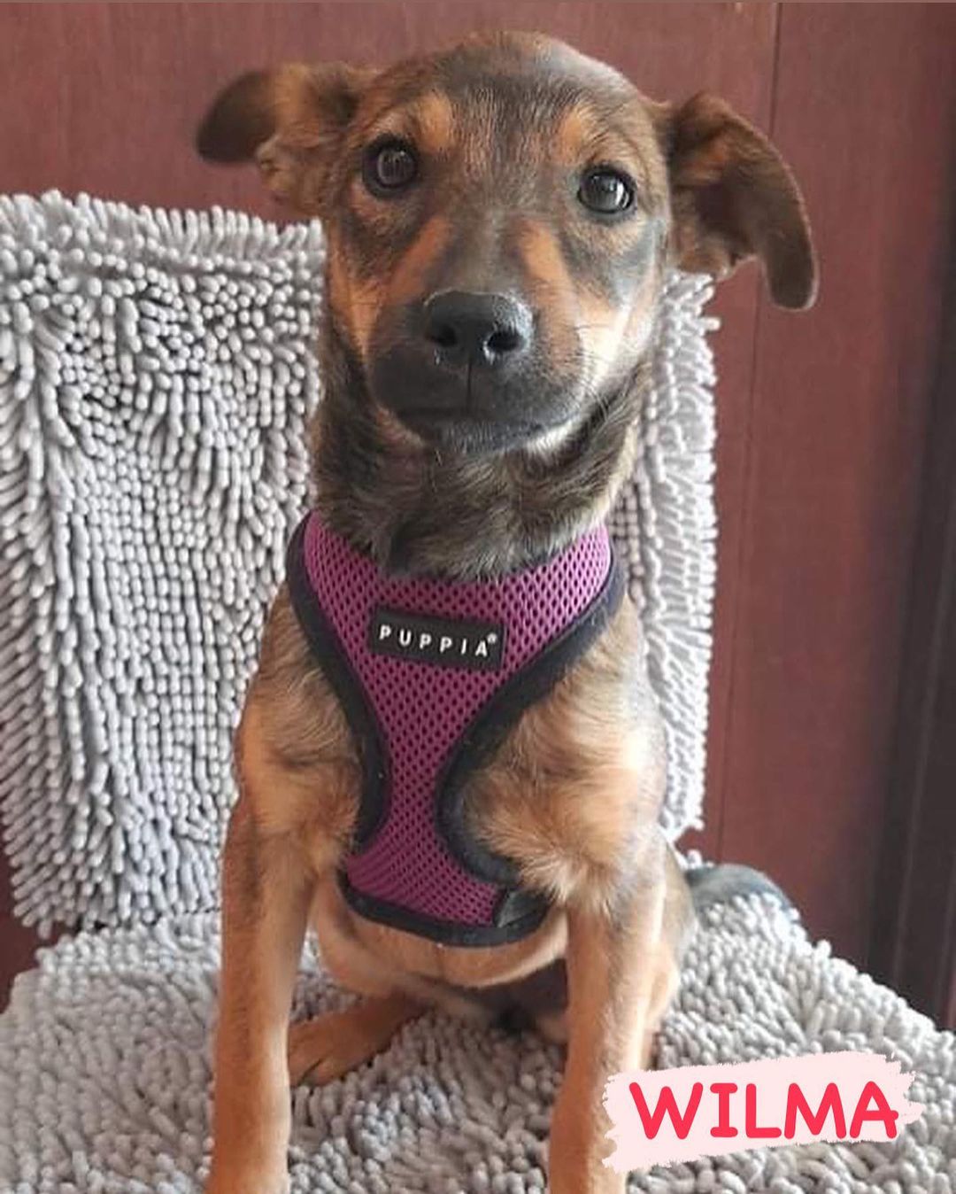 🐾💚Adopters Needed💚🐾 Flintstones, meet the Flintstones! Have a yabba-yabba-doo time!
These Labrador Retriever/Shepherd mix puppies are ready for their forever families. 
<a target='_blank' href='https://www.instagram.com/explore/tags/amazingstraysrescue/'>#amazingstraysrescue</a>

If you are interested, please fill out an Application on our website- amazingstraysrescue.org

🐾All supplies and an amazing support team included! 

🐾 Please share this on your social media 

🐾 Want to help? All of our incoming dogs have medical bills to be paid! You could sponsor a spay or neuter!

🐾 Fostering even for just two weeks is extremely helpful to a dog in need!

🐾 All supplies included!

<a target='_blank' href='https://www.instagram.com/explore/tags/RescueDog/'>#RescueDog</a> <a target='_blank' href='https://www.instagram.com/explore/tags/AdoptDontShop/'>#AdoptDontShop</a> <a target='_blank' href='https://www.instagram.com/explore/tags/RescuePuppy/'>#RescuePuppy</a> <a target='_blank' href='https://www.instagram.com/explore/tags/ForTheLoveOfDogs/'>#ForTheLoveOfDogs</a> <a target='_blank' href='https://www.instagram.com/explore/tags/GetInvolved/'>#GetInvolved</a> <a target='_blank' href='https://www.instagram.com/explore/tags/Donate/'>#Donate</a> <a target='_blank' href='https://www.instagram.com/explore/tags/Volunteer/'>#Volunteer</a> <a target='_blank' href='https://www.instagram.com/explore/tags/FosteringSavesLives/'>#FosteringSavesLives</a> <a target='_blank' href='https://www.instagram.com/explore/tags/dogsofinstagram/'>#dogsofinstagram</a> <a target='_blank' href='https://www.instagram.com/explore/tags/dogsofinsta/'>#dogsofinsta</a> <a target='_blank' href='https://www.instagram.com/explore/tags/asradoptme/'>#asradoptme</a>