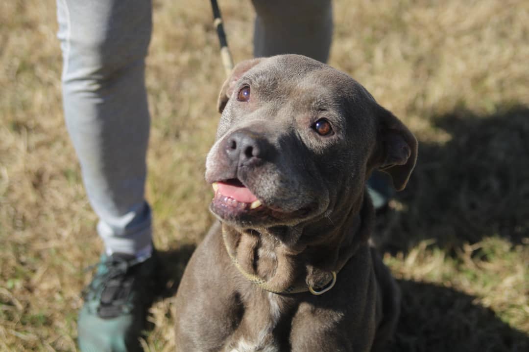 We want to thank @konnerallophotography for sharing her time and talents at the Vermilion Parish Shelter yesterday! These animals need all the publicity they can get to be seen and saved. We love working with local photographers, especially when the pictures are as beautiful as these 😍 📸 Give her a follow to help us show our thanks ❤️🐾