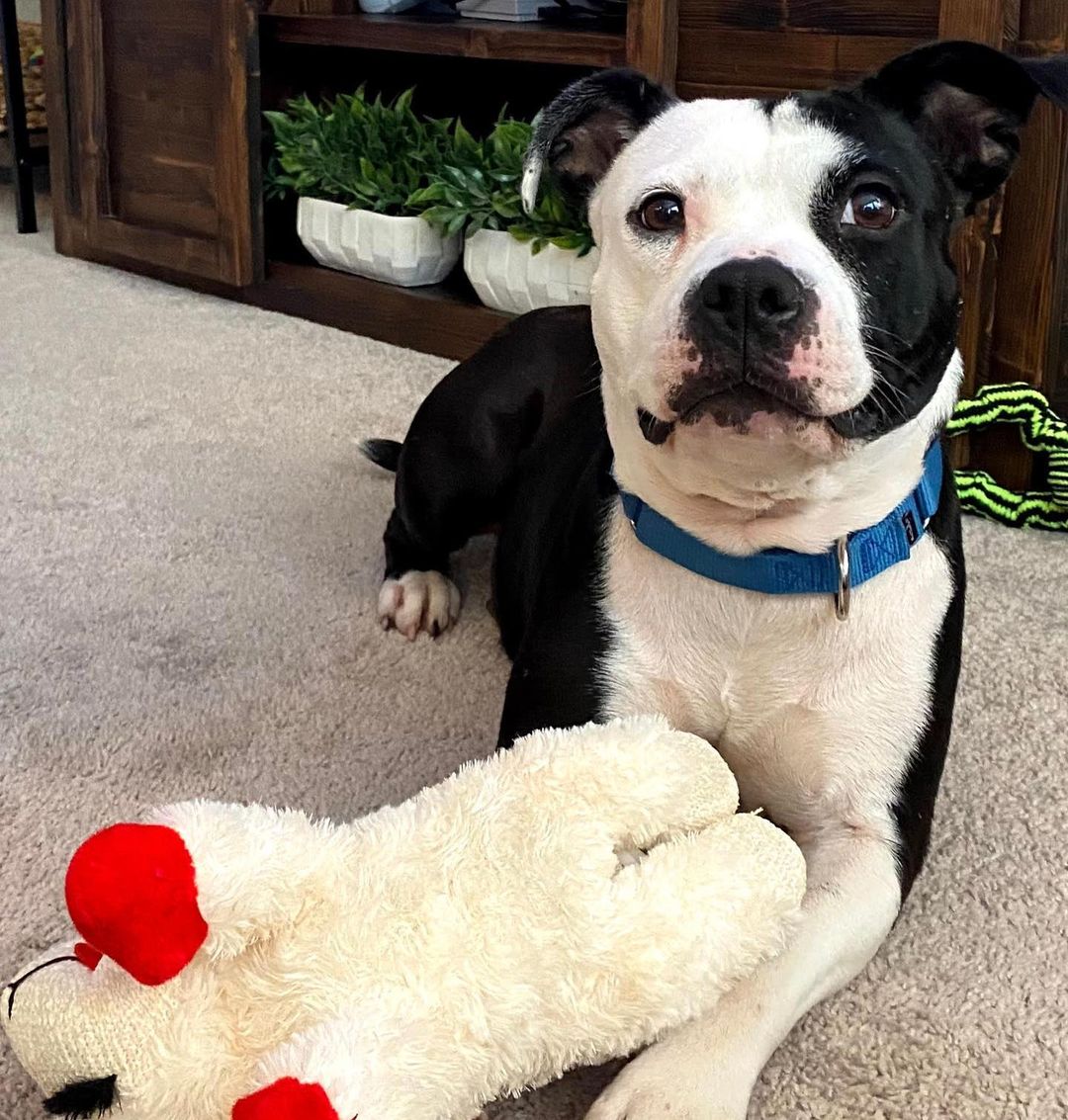 I • N E E D • A • H O M E ⬇️

Shasta is a 40-pound pit mix that enjoys the simple things in life — taking naps wrapped in a blanket, eating peanut butter, and playing with a ball in the backyard. 

This sweet girl is both house and crate trained, and knows her basic commands (sit, down, stay, paw). She loves training in her foster home and would like a forever family to help her keep learning. 

Shasta likes meeting new human friends (including older kids) but is looking for a home where she is the only animal.

Interested? Please fill out a <a target='_blank' href='https://www.instagram.com/explore/tags/foster/'>#foster</a> or <a target='_blank' href='https://www.instagram.com/explore/tags/adoption/'>#adoption</a> application at www.DetroitDogRescue.com 

<a target='_blank' href='https://www.instagram.com/explore/tags/Rehome/'>#Rehome</a> <a target='_blank' href='https://www.instagram.com/explore/tags/DetroitDogs/'>#DetroitDogs</a> <a target='_blank' href='https://www.instagram.com/explore/tags/DDR/'>#DDR</a> <a target='_blank' href='https://www.instagram.com/explore/tags/DetroitDogRescue/'>#DetroitDogRescue</a> <a target='_blank' href='https://www.instagram.com/explore/tags/CityOfDetroit/'>#CityOfDetroit</a> <a target='_blank' href='https://www.instagram.com/explore/tags/Pitbull/'>#Pitbull</a> <a target='_blank' href='https://www.instagram.com/explore/tags/TennisBall/'>#TennisBall</a> <a target='_blank' href='https://www.instagram.com/explore/tags/GoodDog/'>#GoodDog</a>