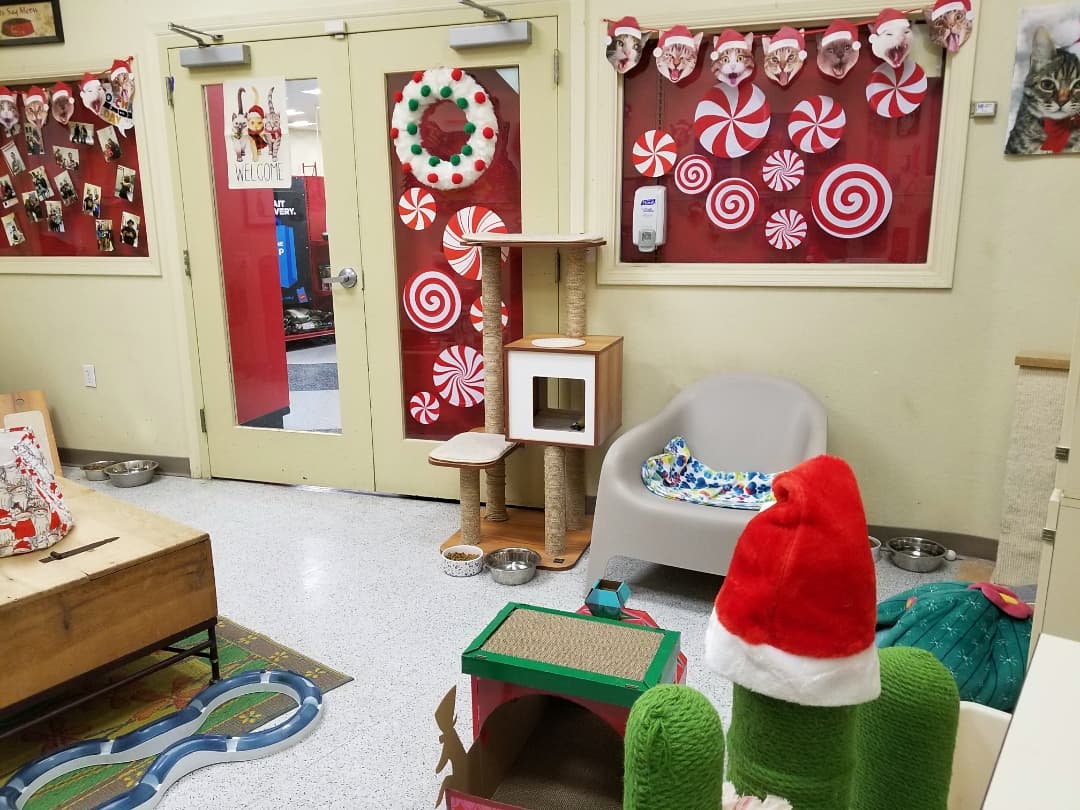 🎅🐈 Our PETCO Cat Lounge is all decorated for the holidays with a little help from our furriends 😹🎄

You're invited to stop by and get into the festive spirit with some absolutely adorable and affectionate cats and kittens 😻

Located inside PETCO Metro 2784 W Peoria Ave in Phoenix. 
Hours: 5:30-7:00pm Monday-Saturday and 5-6:30pm on Sundays. 

<a target='_blank' href='https://www.instagram.com/explore/tags/allaboutanimalsrescueaz/'>#allaboutanimalsrescueaz</a> <a target='_blank' href='https://www.instagram.com/explore/tags/savealife/'>#savealife</a> <a target='_blank' href='https://www.instagram.com/explore/tags/petcocatlounge/'>#petcocatlounge</a> <a target='_blank' href='https://www.instagram.com/explore/tags/adoptdontshop/'>#adoptdontshop</a> <a target='_blank' href='https://www.instagram.com/explore/tags/rescuedismyfavoritebreed/'>#rescuedismyfavoritebreed</a> <a target='_blank' href='https://www.instagram.com/explore/tags/rescuefosteradopt/'>#rescuefosteradopt</a> <a target='_blank' href='https://www.instagram.com/explore/tags/fosteringsaveslives/'>#fosteringsaveslives</a> <a target='_blank' href='https://www.instagram.com/explore/tags/thinkadoptionfirst/'>#thinkadoptionfirst</a> <a target='_blank' href='https://www.instagram.com/explore/tags/lovechangeseverything/'>#lovechangeseverything</a> <a target='_blank' href='https://www.instagram.com/explore/tags/allyouneedislove/'>#allyouneedislove</a> <a target='_blank' href='https://www.instagram.com/explore/tags/mynewbestfriend/'>#mynewbestfriend</a> <a target='_blank' href='https://www.instagram.com/explore/tags/kittylove/'>#kittylove</a> <a target='_blank' href='https://www.instagram.com/explore/tags/christmas/'>#christmas</a>  <a target='_blank' href='https://www.instagram.com/explore/tags/homefortheholidays/'>#homefortheholidays</a> <a target='_blank' href='https://www.instagram.com/explore/tags/snugglebuddy/'>#snugglebuddy</a> <a target='_blank' href='https://www.instagram.com/explore/tags/rescuecatsrock/'>#rescuecatsrock</a> <a target='_blank' href='https://www.instagram.com/explore/tags/gato/'>#gato</a> <a target='_blank' href='https://www.instagram.com/explore/tags/catadoptionphoenix/'>#catadoptionphoenix</a> <a target='_blank' href='https://www.instagram.com/explore/tags/adoptacat/'>#adoptacat</a> <a target='_blank' href='https://www.instagram.com/explore/tags/adoptakitten/'>#adoptakitten</a> <a target='_blank' href='https://www.instagram.com/explore/tags/openyourhearttoarescuecat/'>#openyourhearttoarescuecat</a> <a target='_blank' href='https://www.instagram.com/explore/tags/felinetherapy/'>#felinetherapy</a> <a target='_blank' href='https://www.instagram.com/explore/tags/felineshenanigans/'>#felineshenanigans</a> <a target='_blank' href='https://www.instagram.com/explore/tags/felinefun/'>#felinefun</a> <a target='_blank' href='https://www.instagram.com/explore/tags/playfulkitten/'>#playfulkitten</a> <a target='_blank' href='https://www.instagram.com/explore/tags/cuddlebuddy/'>#cuddlebuddy</a> <a target='_blank' href='https://www.instagram.com/explore/tags/purrbaby/'>#purrbaby</a> <a target='_blank' href='https://www.instagram.com/explore/tags/purrfection/'>#purrfection</a> <a target='_blank' href='https://www.instagram.com/explore/tags/catloaf/'>#catloaf</a> <a target='_blank' href='https://www.instagram.com/explore/tags/blackcatsaregoodluck/'>#blackcatsaregoodluck</a>