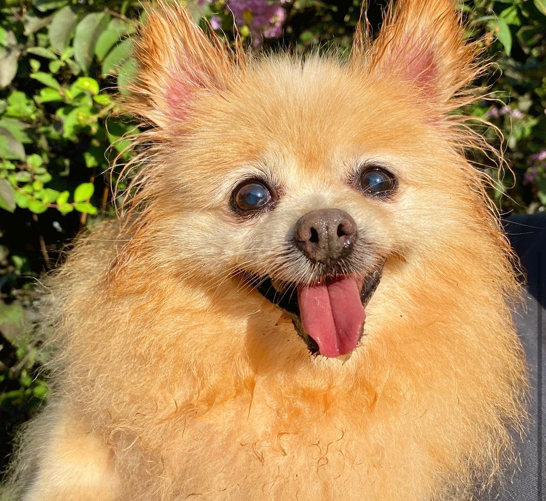 Maxine is a beautiful gentle senior Pomeranian. Her rescuer looked and looked for her owner but no one answered. The rescuer knew she had health concerns and brought her to AAR. Our Vet determined that she needed specialty care and we took her to Texas A&M Veterinary Teaching Hospital. Maxine’s diagnosis was Tracheal Collapse and a tracheal stent was placed on 9/29/21. She is doing well in her foster home. She will need continued vet care, daily medication, and limited activity. Maxine is just looking for lots of love and attention. She'd love to sit with you while watching TV or reading. Hanging out in a quiet environment is her dream home. Are you the special adopter to provide Maxine with the caring home she deserves?

Maxine is in a foster home so visitation at AAR is by appointment only. Please email dogadoptteam.org to schedule an appointment to meet Maxine.  If you would like additional information on what Maxine will require, contact us at: dogadoptteam@aartexas.com.  <a target='_blank' href='https://www.instagram.com/explore/tags/abandonedanimalrescue/'>#abandonedanimalrescue</a> <a target='_blank' href='https://www.instagram.com/explore/tags/givingpawsahelpinghand/'>#givingpawsahelpinghand</a> <a target='_blank' href='https://www.instagram.com/explore/tags/dogsofaar/'>#dogsofaar</a> <a target='_blank' href='https://www.instagram.com/explore/tags/pupper/'>#pupper</a> <a target='_blank' href='https://www.instagram.com/explore/tags/doggo/'>#doggo</a> <a target='_blank' href='https://www.instagram.com/explore/tags/rescue/'>#rescue</a> <a target='_blank' href='https://www.instagram.com/explore/tags/rescuedogs/'>#rescuedogs</a> <a target='_blank' href='https://www.instagram.com/explore/tags/shelterdog/'>#shelterdog</a> <a target='_blank' href='https://www.instagram.com/explore/tags/happydog/'>#happydog</a> <a target='_blank' href='https://www.instagram.com/explore/tags/gooddoggo/'>#gooddoggo</a> <a target='_blank' href='https://www.instagram.com/explore/tags/lovedogs/'>#lovedogs</a> <a target='_blank' href='https://www.instagram.com/explore/tags/puppies/'>#puppies</a> <a target='_blank' href='https://www.instagram.com/explore/tags/adopt/'>#adopt</a> <a target='_blank' href='https://www.instagram.com/explore/tags/adoptdontshop/'>#adoptdontshop</a> <a target='_blank' href='https://www.instagram.com/explore/tags/adoptable/'>#adoptable</a> <a target='_blank' href='https://www.instagram.com/explore/tags/conroetx/'>#conroetx</a> <a target='_blank' href='https://www.instagram.com/explore/tags/springtx/'>#springtx</a> <a target='_blank' href='https://www.instagram.com/explore/tags/katytx/'>#katytx</a> <a target='_blank' href='https://www.instagram.com/explore/tags/cypresstx/'>#cypresstx</a> <a target='_blank' href='https://www.instagram.com/explore/tags/houston/'>#houston</a> <a target='_blank' href='https://www.instagram.com/explore/tags/magnoliachamberofcommerce/'>#magnoliachamberofcommerce</a> <a target='_blank' href='https://www.instagram.com/explore/tags/magnoliatx/'>#magnoliatx</a> <a target='_blank' href='https://www.instagram.com/explore/tags/thewoodlands/'>#thewoodlands</a> <a target='_blank' href='https://www.instagram.com/explore/tags/pomeranian/'>#pomeranian</a> <a target='_blank' href='https://www.instagram.com/explore/tags/seniordog/'>#seniordog</a> <a target='_blank' href='https://www.instagram.com/explore/tags/seniordogs/'>#seniordogs</a> <a target='_blank' href='https://www.instagram.com/explore/tags/seniordogsrock/'>#seniordogsrock</a> <a target='_blank' href='https://www.instagram.com/explore/tags/seniordogsrule/'>#seniordogsrule</a> <a target='_blank' href='https://www.instagram.com/explore/tags/specialneedspomeranian/'>#specialneedspomeranian</a>