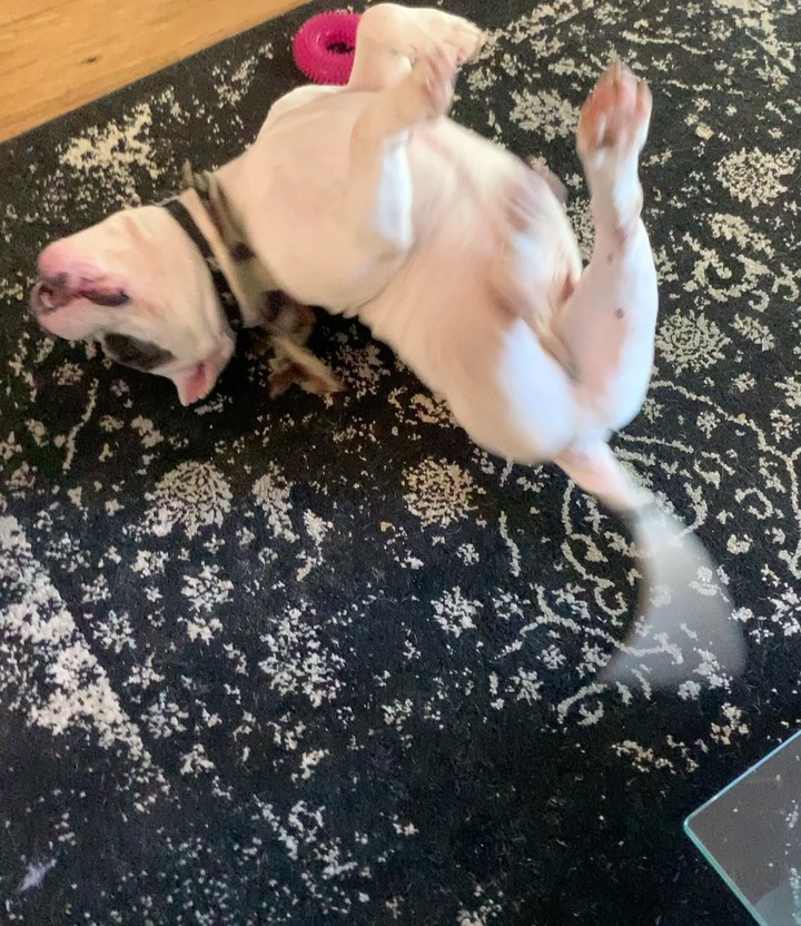 BUSTER!!!💘 The cutest mini pittie that ever lived! Buster has a heart murmur that is on the higher level.  From 1 to 6, his is a grade 4. This is not an uncommon thing among dogs. There are many dogs who live a healthy long life with a heart murmur. 

There are meds that they can take for the rest of their life, but as with anything, there are risks and potential side effects. These meds are considered diuretics so they can effect the kidneys with prolonged use. It is not necessary to start meds until a dog starts to display certain symptoms like excessive coughing. 

The ultrasound and x ray with the cardiologist cost us $950 (swipe) bcuz we wanted to be sure we know the full extent of his condition. 

He is overall very healthy , plays with the other dogs, does his zoomies and runs around just fine. 

Please consider donating towards Buster’s medical. We get SO MANY dogs that stay under our care for SOOOOOO long either bcuz almost every single dog we rescue either needs to be the only dog, has behavioral or ongoing medical issues, are much older, or simply overlooked and extremely urgent on euth list.  Donation info below: 

Venmo: underdog-heroes
Paypal & zelle: info@underdogheroes.org 

Buster is available for adoption, he is good with other dogs and loves to snuggle and do fuckshit. Lol (swipe to the video) 🥰 no kids bcuz he gete mouthy when he plays and can get carried away. PLAYFULLY, but we still prefer no kids for him.