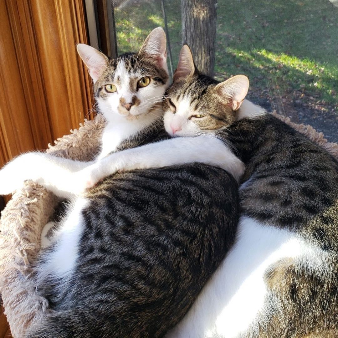 Photo update on Jack and Finn: They are loving their forever home! These brothers hit the jackpot and get to be together forever! 
Swipe to the end to see Finn’s adorable leg pattern. It looks like he has on only one sock and one pant leg. He knows it’s a cool pattern and loves to show off!
.
.
.
<a target='_blank' href='https://www.instagram.com/explore/tags/adoptdontshop/'>#adoptdontshop</a> <a target='_blank' href='https://www.instagram.com/explore/tags/adopted/'>#adopted</a> <a target='_blank' href='https://www.instagram.com/explore/tags/foreverhome/'>#foreverhome</a> <a target='_blank' href='https://www.instagram.com/explore/tags/fureverhome/'>#fureverhome</a> <a target='_blank' href='https://www.instagram.com/explore/tags/togetherforever/'>#togetherforever</a> <a target='_blank' href='https://www.instagram.com/explore/tags/cutecats/'>#cutecats</a> <a target='_blank' href='https://www.instagram.com/explore/tags/cuddlingcats/'>#cuddlingcats</a> <a target='_blank' href='https://www.instagram.com/explore/tags/cbus/'>#cbus</a> <a target='_blank' href='https://www.instagram.com/explore/tags/columbusohio/'>#columbusohio</a> <a target='_blank' href='https://www.instagram.com/explore/tags/catsofinstagram/'>#catsofinstagram</a> <a target='_blank' href='https://www.instagram.com/explore/tags/catsofcolumbus/'>#catsofcolumbus</a>