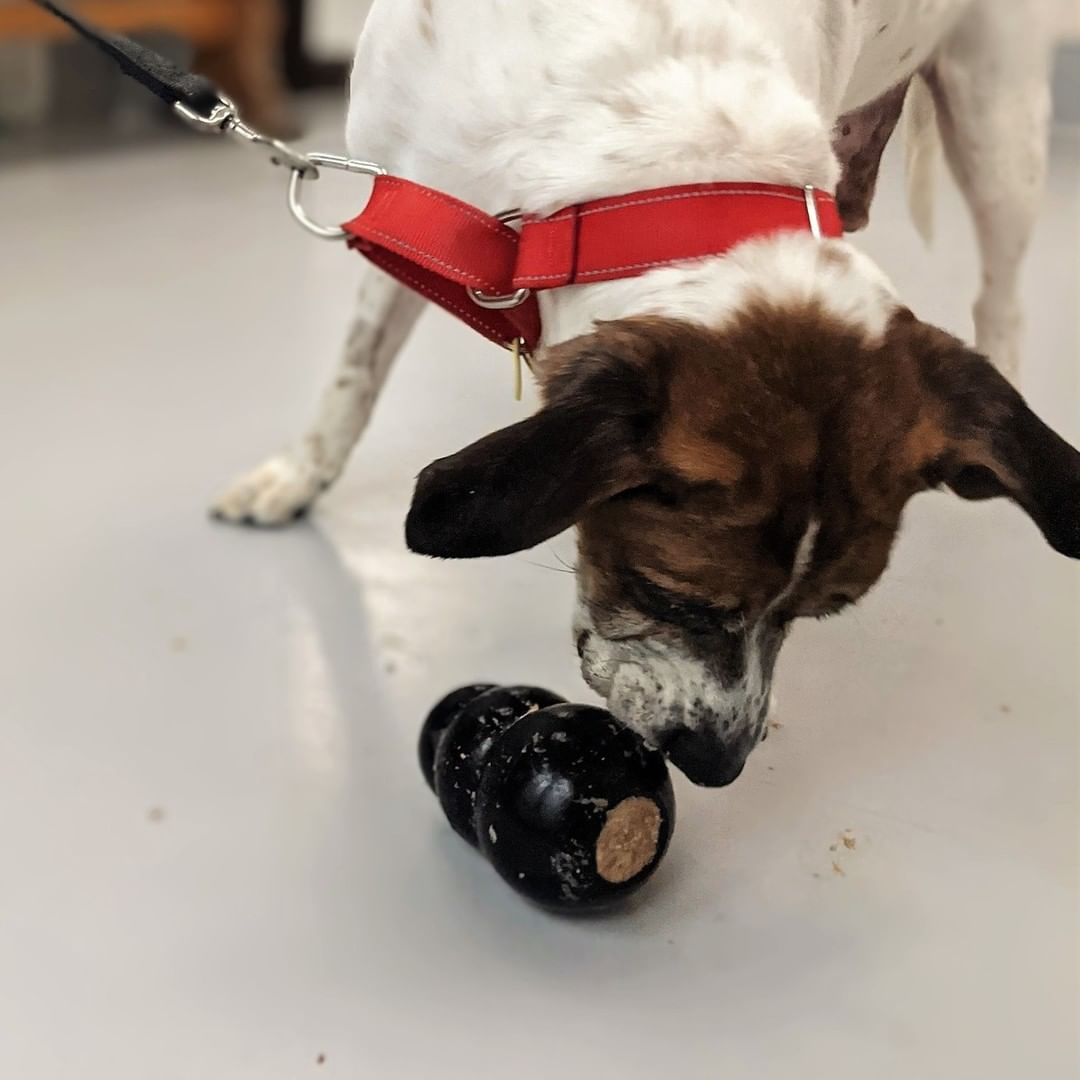 NOURRIR SON CHIEN DANS UN BOL, C’EST DU PASSÉ! 😳🐕
L’un des conseils que les spécialistes en comportement canin donnent souvent peut paraître étonnant : « Remisez la gamelle de Fido et faites travailler votre chien pour qu'il obtienne son repas! » 

En adoptant cette simple habitude, les familles qui se sentent dépassées par le trop-plein d’énergie de leur animal lui donneront une belle occasion de canaliser son énergie. 

En effet, les chiens d’aujourd’hui se nourrissent dans un plat d’enrichissement, un bol ralentisseur, un jouet de type Kong, une balle distributrice, un tapis de fouille, ou encore un contenant maison composé de vieux emballages de cartons et de papiers chiffonnés.

Les chiens de tous âges ont besoin d’activités pour s’épanouir. Profitez du moment tant attendu du repas pour le stimuler. On estime que 15 minutes de stimulation mentale équivalent à environ 1 h de marche pour les chiens!

Pour découvrir plus de trucs et conseils au sujet de la stimulation mentale chez le chien, consultez notre site Web au lien dans la bio. 

📷 Voyez ici Bandit, Bella et Céleste qui profitent de leurs repas dans différents jouets d'enrichissement à la SPCA de Montréal.

//
FEEDING YOUR DOG IN A BOWL IS A THING OF THE PAST! 
Dog behaviourists frequently suggest a surprising change: “Put Fido’s bowl away and make your dog work for their meal!”

Indeed, families often find it difficult to channel their dog’s seemingly boundless energy, but there is a simple solution. Today’s dogs can eat from an enrichment dish, a slow feeder, a kong type toy, a ball feeder, a digging mat, or a homemade container made of old cardboard and crumpled paper, and gain much-needed mental stimulation.

Dogs of all ages need activity to thrive. Make the most of much-awaited mealtimes to add some excitement to the day! For dogs, just 15 minutes of mental stimulation is equivalent to about 1 hour of walking!

For more tips and advice on mental stimulation for dogs, visit our website at the link in bio.

📷 Here, you can see Bandit, Bella and Céleste at the Montréal SPCA, enjoying their meals in enrichment toys.