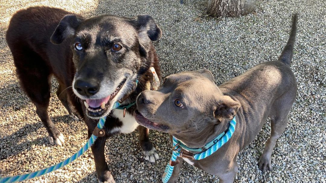 Just a couple of playful seniors having a meet and greet. Both ASIA and IVANNA are ready to be adopted. Fill out an application on our website 🐶<a target='_blank' href='https://www.instagram.com/explore/tags/SeniorSunday/'>#SeniorSunday</a> <a target='_blank' href='https://www.instagram.com/explore/tags/ddrasia/'>#ddrasia</a> <a target='_blank' href='https://www.instagram.com/explore/tags/ddrivanna/'>#ddrivanna</a>
<a target='_blank' href='https://www.instagram.com/explore/tags/adoptdontshop/'>#adoptdontshop</a> 
<a target='_blank' href='https://www.instagram.com/explore/tags/ddrkennel/'>#ddrkennel</a>