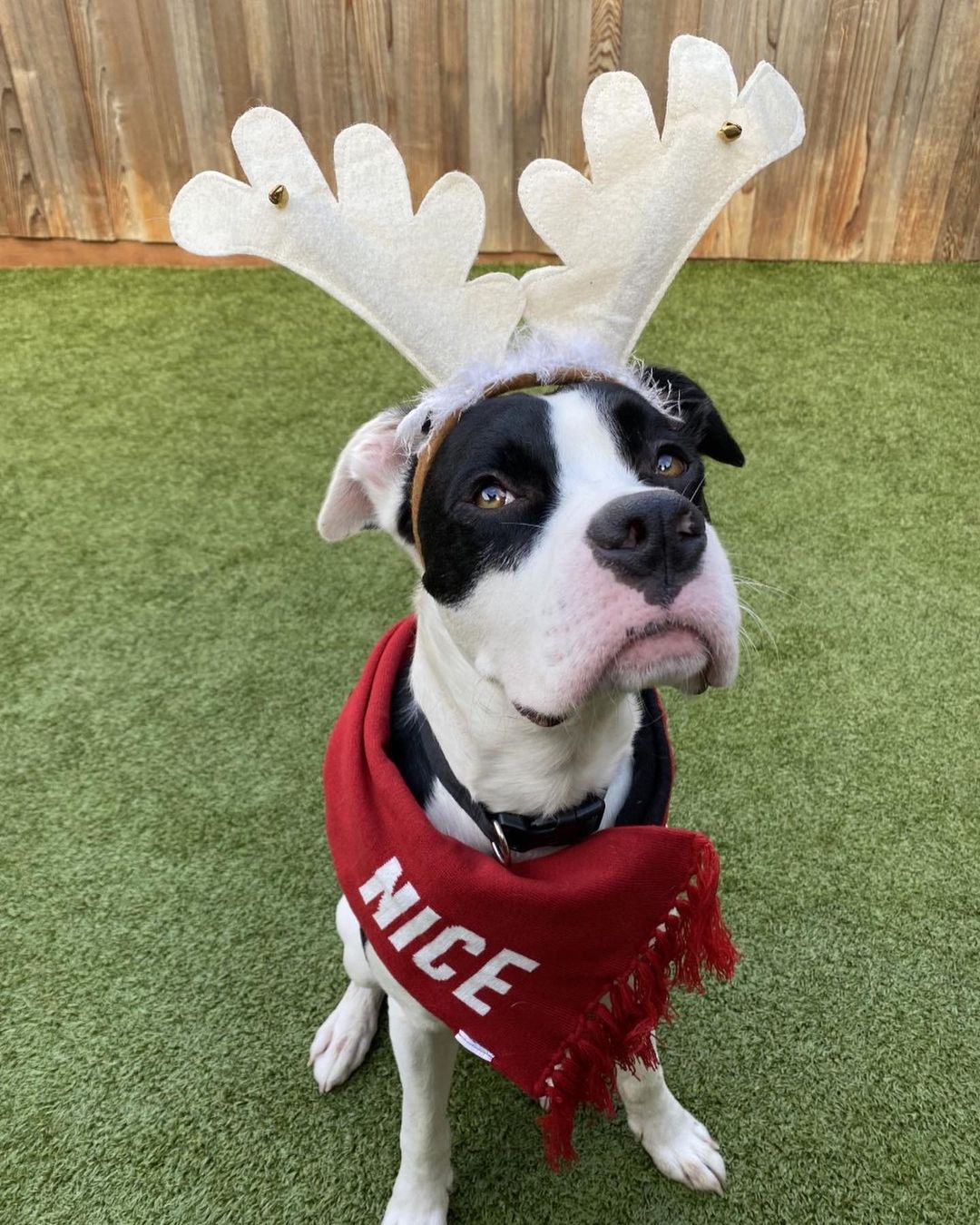 Bring cheer and joy to your family by helping a homeless dog find their new home this holiday season. 🐾💓 The sweet pups at Greenhill are ready to warm your couch and your heart, help make memories, & be the best co-pilots for life’s adventures! Adoption fees for all adult dogs (1 year and older) will be discounted by $50 during our Home for the Holidays promotion so adopters can spoil their new addition. Visit www.green-hill.org/adopt_dog to learn more about the lovable canines ready for their forever family.