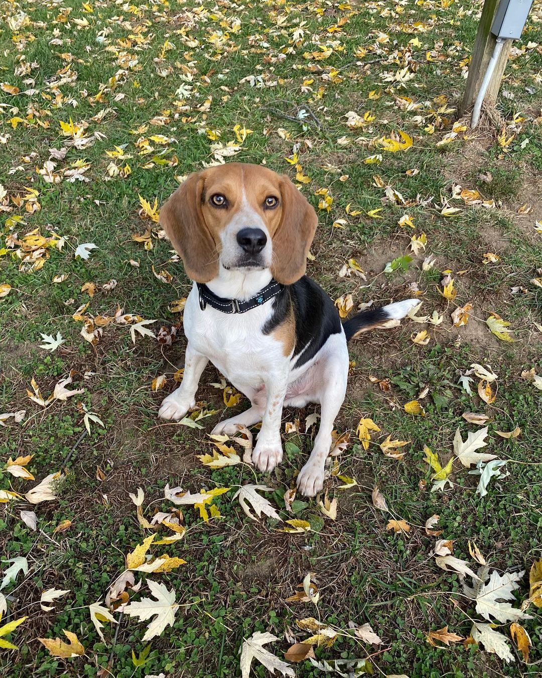 Adopt Copper!!🍂

Copper is a 2-year-old, 26 pound Beagle.  Copper is considered special needs. He requires daily medication. He would do best in a household where someone can keep him in a routine!

Copper plays and behaves like a playful puppy.   He is very affectionate and friendly to everyone he meets. 

Copper is  crate trained and does well on leash.  

It  is required that Copper go to a home with a fenced in grassy yard! He loves being able to run around and play ball. 

If you are interested in adopting Copper please fill out an application at oneloveanimalrescue.org to be considered.

<a target='_blank' href='https://www.instagram.com/explore/tags/StrayDog/'>#StrayDog</a> <a target='_blank' href='https://www.instagram.com/explore/tags/BeaglesOfInstagram/'>#BeaglesOfInstagram</a> <a target='_blank' href='https://www.instagram.com/explore/tags/Beagle/'>#Beagle</a> <a target='_blank' href='https://www.instagram.com/explore/tags/BeagleLife/'>#BeagleLife</a>  <a target='_blank' href='https://www.instagram.com/explore/tags/OneLoveAnimalRescue/'>#OneLoveAnimalRescue</a> <a target='_blank' href='https://www.instagram.com/explore/tags/Adopt/'>#Adopt</a> <a target='_blank' href='https://www.instagram.com/explore/tags/AdoptDontShop/'>#AdoptDontShop</a> <a target='_blank' href='https://www.instagram.com/explore/tags/Adoption/'>#Adoption</a> <a target='_blank' href='https://www.instagram.com/explore/tags/AdoptDogs/'>#AdoptDogs</a> <a target='_blank' href='https://www.instagram.com/explore/tags/AdoptDontBuy/'>#AdoptDontBuy</a> <a target='_blank' href='https://www.instagram.com/explore/tags/AdoptDontBreed/'>#AdoptDontBreed</a> <a target='_blank' href='https://www.instagram.com/explore/tags/SpecialNeeds/'>#SpecialNeeds</a> <a target='_blank' href='https://www.instagram.com/explore/tags/RescueDog/'>#RescueDog</a> <a target='_blank' href='https://www.instagram.com/explore/tags/BeaglesRock/'>#BeaglesRock</a>  <a target='_blank' href='https://www.instagram.com/explore/tags/Rescued/'>#Rescued</a> <a target='_blank' href='https://www.instagram.com/explore/tags/RescuePuppy/'>#RescuePuppy</a> <a target='_blank' href='https://www.instagram.com/explore/tags/RescueDogsRule/'>#RescueDogsRule</a> <a target='_blank' href='https://www.instagram.com/explore/tags/SJRAS/'>#SJRAS</a> <a target='_blank' href='https://www.instagram.com/explore/tags/RescueDogsOfIG/'>#RescueDogsOfIG</a> <a target='_blank' href='https://www.instagram.com/explore/tags/BeaglesOfInstagram/'>#BeaglesOfInstagram</a> <a target='_blank' href='https://www.instagram.com/explore/tags/Foster/'>#Foster</a> <a target='_blank' href='https://www.instagram.com/explore/tags/FosterDog/'>#FosterDog</a> <a target='_blank' href='https://www.instagram.com/explore/tags/ShelterDog/'>#ShelterDog</a> <a target='_blank' href='https://www.instagram.com/explore/tags/AdoptCopper/'>#AdoptCopper</a>  <a target='_blank' href='https://www.instagram.com/explore/tags/OlarSave/'>#OlarSave</a>