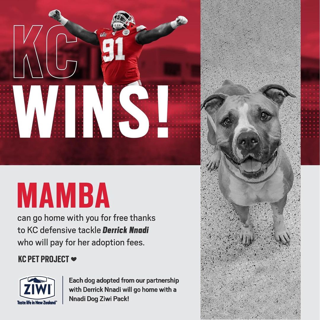 Kansas City wins!

Mamba has been crowned as this week's <a target='_blank' href='https://www.instagram.com/explore/tags/NnadiDog/'>#NnadiDog</a>! That means that Kansas City Chiefs defensive tackle, Derrick Nnadi has paid for her adoption fee!

Mamba is 4-years-old and is a Pit Bull that has been at our shelter for almost 100 days. She is sweet, energetic, and loves to cuddle. She joins in our morning playgroups and is considered tolerant of dogs. If your are interested in adopting Mamba, we would life for her to meet any other dogs in the home before adopting. A fun fact about Mamba is that she cannot get enough of tennis balls. Our staff love to spend time with her in our play yards playing fetch because of how much we know she likes it.

Now, each dog adopted through this great partnership will go home with a Nnadi Dog Ziwi Pets Pack!

Keep an eye on our social media pages to see which dog will be a <a target='_blank' href='https://www.instagram.com/explore/tags/NnadiDog/'>#NnadiDog</a> next! 

To see all of our adoptable pets visit kcpetproject.org/adopt

@dnnadi @ziwipets