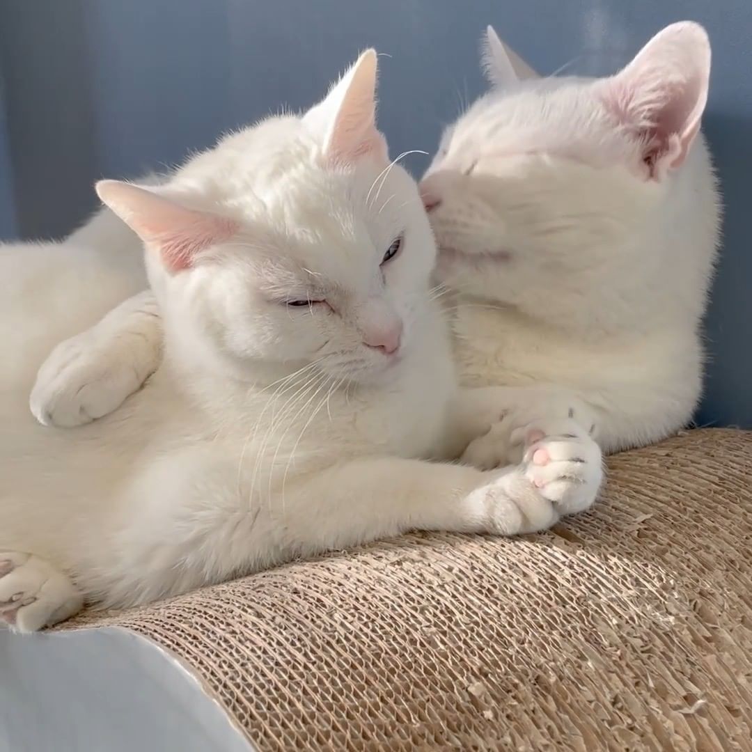 While Steven and Catalina wait for homes of their very own, they love to spend their days cuddled up close in a sunny spot on their catio. Our hearts just melt for these very special kitties!

If yours does, too, then come meet Steven and Catalina this week at the LifeLine Community Animal Center. ❤

<a target='_blank' href='https://www.instagram.com/explore/tags/instacat/'>#instacat</a> <a target='_blank' href='https://www.instagram.com/explore/tags/cuddlepuddle/'>#cuddlepuddle</a> <a target='_blank' href='https://www.instagram.com/explore/tags/sheltercatsofinstagram/'>#sheltercatsofinstagram</a> <a target='_blank' href='https://www.instagram.com/explore/tags/adoptdontshop/'>#adoptdontshop</a> <a target='_blank' href='https://www.instagram.com/explore/tags/OurCityOurAnimals/'>#OurCityOurAnimals</a>