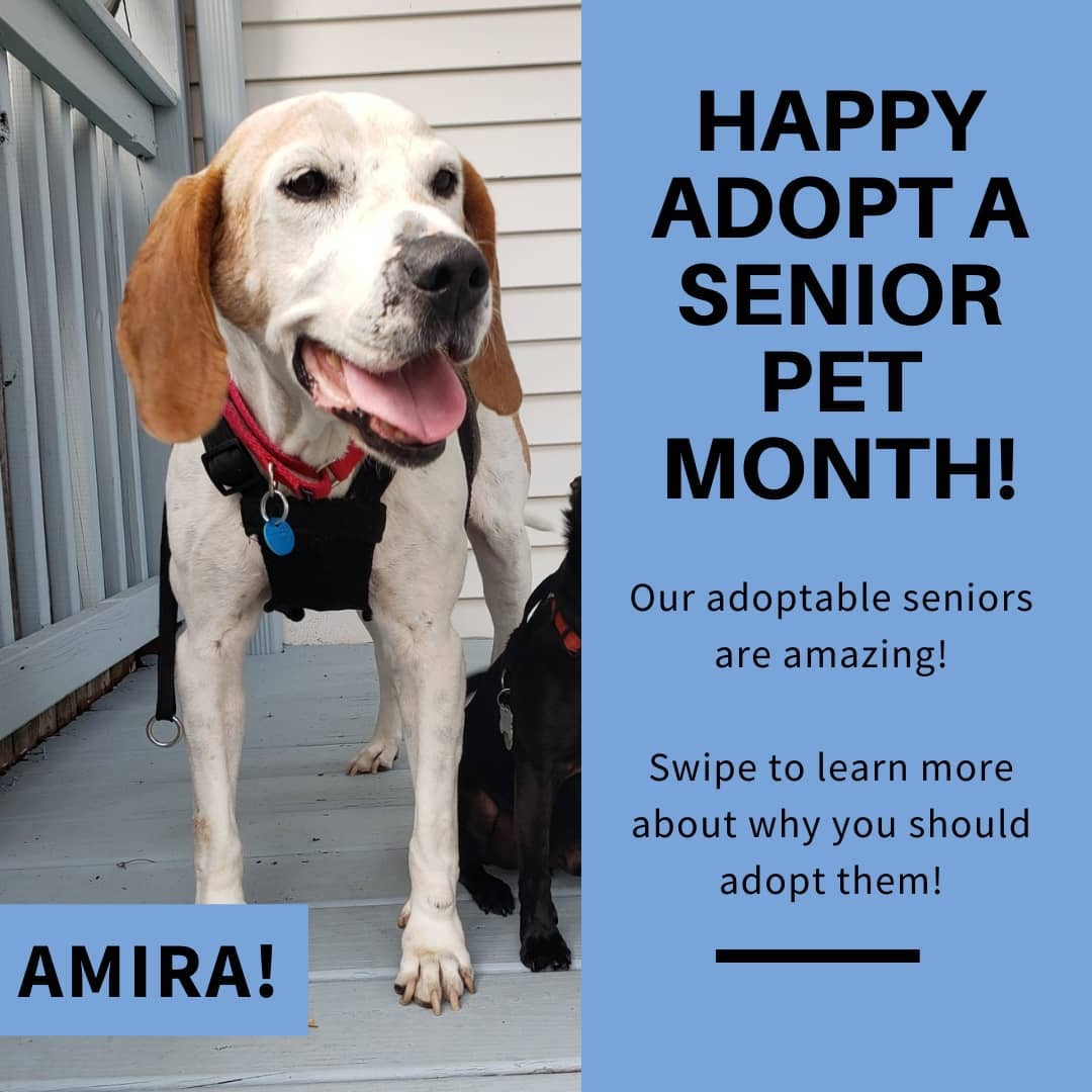 Happy Adopt-A-Senior-Pet Month! Senior pets are great additions to your family and will make your life better, if you give them the chance! 🥰

Adoptable Amira, Thelma, and Enzo and Einstein (bonded) are ready to adventure, snuggle, and love you for the rest of their lives! ❤️ Interested in adopting them? More information at link in bio! 🐾

<a target='_blank' href='https://www.instagram.com/explore/tags/AdoptaSeniorPetMonth/'>#AdoptaSeniorPetMonth</a> <a target='_blank' href='https://www.instagram.com/explore/tags/AdoptAmira/'>#AdoptAmira</a> <a target='_blank' href='https://www.instagram.com/explore/tags/AdoptEnzo/'>#AdoptEnzo</a> <a target='_blank' href='https://www.instagram.com/explore/tags/AdoptThelma/'>#AdoptThelma</a> <a target='_blank' href='https://www.instagram.com/explore/tags/AdoptEinstein/'>#AdoptEinstein</a> <a target='_blank' href='https://www.instagram.com/explore/tags/AdoptEnzoandEinstein/'>#AdoptEnzoandEinstein</a> <a target='_blank' href='https://www.instagram.com/explore/tags/AdoptMe/'>#AdoptMe</a> <a target='_blank' href='https://www.instagram.com/explore/tags/AdoptUs/'>#AdoptUs</a> <a target='_blank' href='https://www.instagram.com/explore/tags/AdoptaSenior/'>#AdoptaSenior</a> <a target='_blank' href='https://www.instagram.com/explore/tags/Senior/'>#Senior</a> <a target='_blank' href='https://www.instagram.com/explore/tags/dogsofdc/'>#dogsofdc</a> <a target='_blank' href='https://www.instagram.com/explore/tags/dcdogs/'>#dcdogs</a> <a target='_blank' href='https://www.instagram.com/explore/tags/fureverfamily/'>#fureverfamily</a> <a target='_blank' href='https://www.instagram.com/explore/tags/adoption/'>#adoption</a> <a target='_blank' href='https://www.instagram.com/explore/tags/AdoptDontShop/'>#AdoptDontShop</a> <a target='_blank' href='https://www.instagram.com/explore/tags/SaveLives/'>#SaveLives</a>