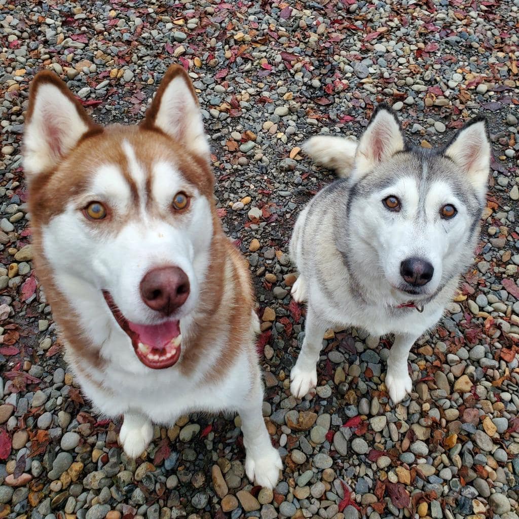 Luke and Leia are still searching for a home together! Can you help spread the word about this epic pair? 

www.wcghs.org/adopt 

<a target='_blank' href='https://www.instagram.com/explore/tags/husky/'>#husky</a> <a target='_blank' href='https://www.instagram.com/explore/tags/portlandoregon/'>#portlandoregon</a> <a target='_blank' href='https://www.instagram.com/explore/tags/camaswashington/'>#camaswashington</a> <a target='_blank' href='https://www.instagram.com/explore/tags/washougal/'>#washougal</a> <a target='_blank' href='https://www.instagram.com/explore/tags/vancouver/'>#vancouver</a>