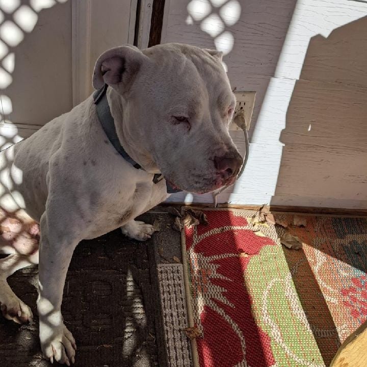 This sweet boy was taken to Sawtooth Vet in Jerome Idaho after seeking help by sitting on a nearby porch after being hit by a vehicle. (Owner of the porch took him to the vet). We are looking for the owner of this love muffin, but if you would like to help with vet bills you can call Sawtooth Vet directly at 1-208-324-5151.