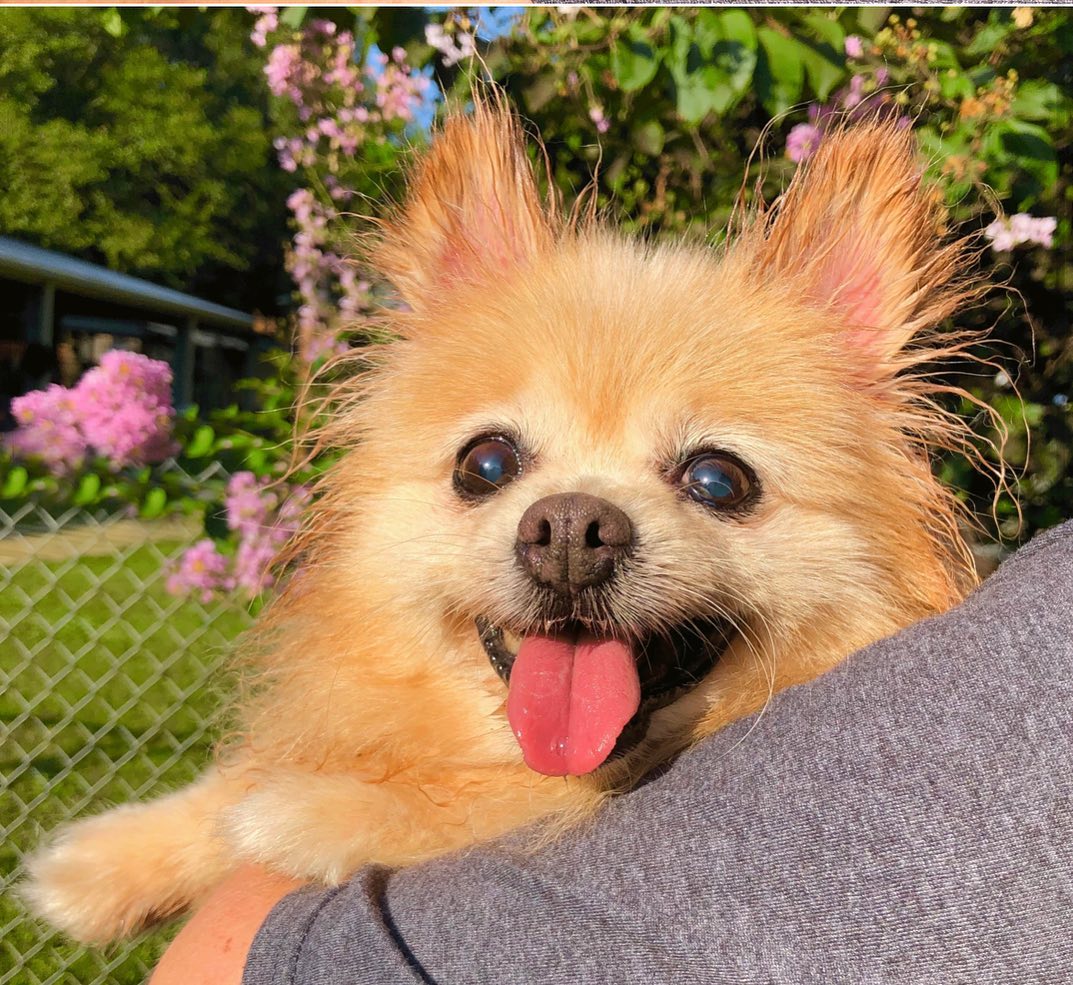 Maxine is a beautiful gentle senior Pomeranian. Her rescuer looked and looked for her owner but no one answered. The rescuer knew she had health concerns and brought her to AAR. Our Vet determined that she needed specialty care and we took her to Texas A&M Veterinary Teaching Hospital. Maxine’s diagnosis was Tracheal Collapse and a tracheal stent was placed on 9/29/21. She is doing well in her foster home. She will need continued vet care, daily medication, and limited activity. Maxine is just looking for lots of love and attention. She'd love to sit with you while watching TV or reading. Hanging out in a quiet environment is her dream home. Are you the special adopter to provide Maxine with the caring home she deserves?

Maxine is in a foster home so visitation at AAR is by appointment only. Please email dogadoptteam.org to schedule an appointment to meet Maxine.  If you would like additional information on what Maxine will require, contact us at: dogadoptteam@aartexas.com.  <a target='_blank' href='https://www.instagram.com/explore/tags/abandonedanimalrescue/'>#abandonedanimalrescue</a> <a target='_blank' href='https://www.instagram.com/explore/tags/givingpawsahelpinghand/'>#givingpawsahelpinghand</a> <a target='_blank' href='https://www.instagram.com/explore/tags/dogsofaar/'>#dogsofaar</a> <a target='_blank' href='https://www.instagram.com/explore/tags/pupper/'>#pupper</a> <a target='_blank' href='https://www.instagram.com/explore/tags/doggo/'>#doggo</a> <a target='_blank' href='https://www.instagram.com/explore/tags/rescue/'>#rescue</a> <a target='_blank' href='https://www.instagram.com/explore/tags/rescuedogs/'>#rescuedogs</a> <a target='_blank' href='https://www.instagram.com/explore/tags/shelterdog/'>#shelterdog</a> <a target='_blank' href='https://www.instagram.com/explore/tags/happydog/'>#happydog</a> <a target='_blank' href='https://www.instagram.com/explore/tags/gooddoggo/'>#gooddoggo</a> <a target='_blank' href='https://www.instagram.com/explore/tags/lovedogs/'>#lovedogs</a> <a target='_blank' href='https://www.instagram.com/explore/tags/puppies/'>#puppies</a> <a target='_blank' href='https://www.instagram.com/explore/tags/adopt/'>#adopt</a> <a target='_blank' href='https://www.instagram.com/explore/tags/adoptdontshop/'>#adoptdontshop</a> <a target='_blank' href='https://www.instagram.com/explore/tags/adoptable/'>#adoptable</a> <a target='_blank' href='https://www.instagram.com/explore/tags/conroetx/'>#conroetx</a> <a target='_blank' href='https://www.instagram.com/explore/tags/springtx/'>#springtx</a> <a target='_blank' href='https://www.instagram.com/explore/tags/katytx/'>#katytx</a> <a target='_blank' href='https://www.instagram.com/explore/tags/cypresstx/'>#cypresstx</a> <a target='_blank' href='https://www.instagram.com/explore/tags/houston/'>#houston</a> <a target='_blank' href='https://www.instagram.com/explore/tags/magnoliachamberofcommerce/'>#magnoliachamberofcommerce</a> <a target='_blank' href='https://www.instagram.com/explore/tags/magnoliatx/'>#magnoliatx</a> <a target='_blank' href='https://www.instagram.com/explore/tags/thewoodlands/'>#thewoodlands</a> <a target='_blank' href='https://www.instagram.com/explore/tags/pomeranian/'>#pomeranian</a> <a target='_blank' href='https://www.instagram.com/explore/tags/seniordog/'>#seniordog</a> <a target='_blank' href='https://www.instagram.com/explore/tags/seniordogs/'>#seniordogs</a> <a target='_blank' href='https://www.instagram.com/explore/tags/seniordogsrock/'>#seniordogsrock</a> <a target='_blank' href='https://www.instagram.com/explore/tags/seniordogsrule/'>#seniordogsrule</a> <a target='_blank' href='https://www.instagram.com/explore/tags/specialneedspomeranian/'>#specialneedspomeranian</a>