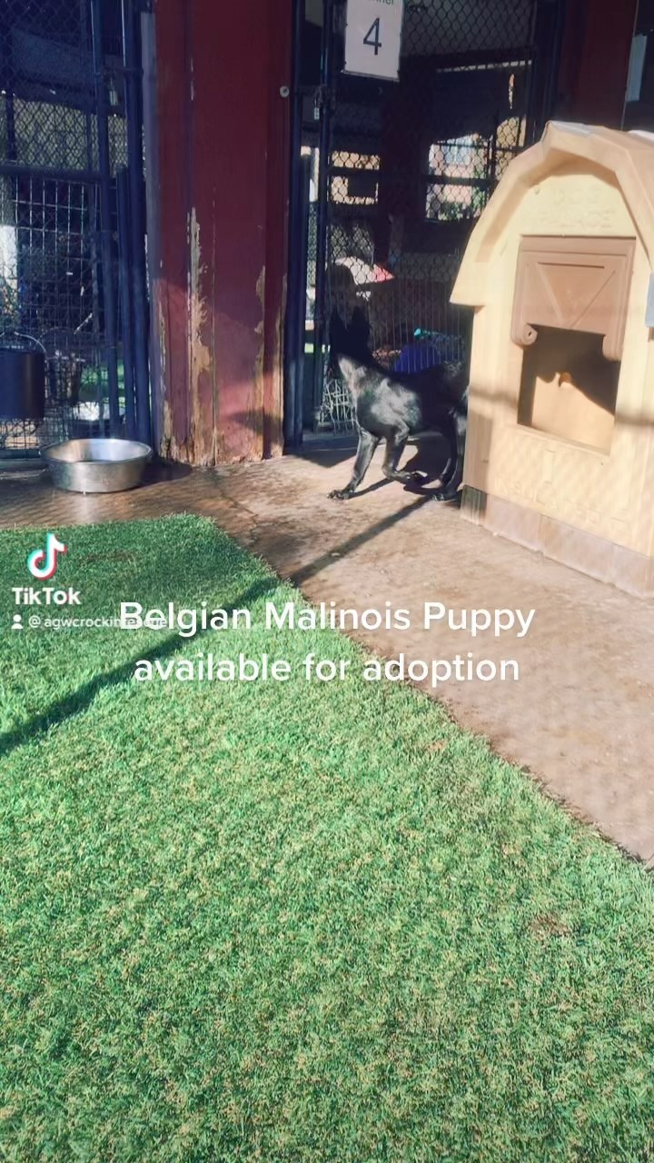 Belgian Malinois Puppy available for adoption. 🐶 <a target='_blank' href='https://www.instagram.com/explore/tags/belgianmalinois/'>#belgianmalinois</a> <a target='_blank' href='https://www.instagram.com/explore/tags/belgianmalinoispuppy/'>#belgianmalinoispuppy</a> <a target='_blank' href='https://www.instagram.com/explore/tags/belgianmalinoisofinstagram/'>#belgianmalinoisofinstagram</a> <a target='_blank' href='https://www.instagram.com/explore/tags/belgianshepherd/'>#belgianshepherd</a> <a target='_blank' href='https://www.instagram.com/explore/tags/shepherdsofinstagram/'>#shepherdsofinstagram</a> <a target='_blank' href='https://www.instagram.com/explore/tags/agwcrockinrescue/'>#agwcrockinrescue</a> <a target='_blank' href='https://www.instagram.com/explore/tags/adoptdontshop/'>#adoptdontshop</a>