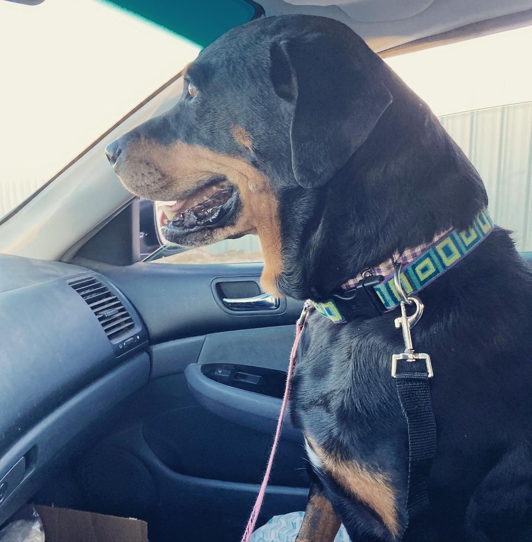 Lettie enjoyed an outing with a volunteer this week. She was a great office companion and befriended everyone, including the UPS man. Lettie is an older Rottie lady hoping to find her forever family. Message us if you’re interested in meeting her. <a target='_blank' href='https://www.instagram.com/explore/tags/lubbock/'>#lubbock</a> <a target='_blank' href='https://www.instagram.com/explore/tags/dogsoflubbock/'>#dogsoflubbock</a> <a target='_blank' href='https://www.instagram.com/explore/tags/redraiders/'>#redraiders</a> <a target='_blank' href='https://www.instagram.com/explore/tags/ttu/'>#ttu</a> <a target='_blank' href='https://www.instagram.com/explore/tags/texastech/'>#texastech</a> <a target='_blank' href='https://www.instagram.com/explore/tags/westtexasdogs/'>#westtexasdogs</a>