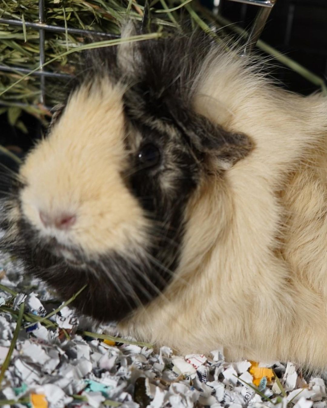 From 11/14-11/20/2021, Greenhill Humane Society helped 23 animals find new, loving homes (18 cats, 2 guinea pigs, 1 dog, 1 hamster, & 1 rabbit). 🐱🐹🐶🐭🐰 Biggest congratulations to Cornelius, a guinea pig whose been patiently waiting for 3 months at the shelter, on finding his perfect family! 💕💚 We also helped reunite 18 lost animals with their families (17 dogs, & 1 cat)! 

Thank you to the adopters, volunteers, fosters and staff who care for these animals! And many thanks to our wonderful animal loving community for supporting the animals! To see who is still in our care and photos of found animals, please visit www.green-hill.org. 
<a target='_blank' href='https://www.instagram.com/explore/tags/greenhillhumanesociety/'>#greenhillhumanesociety</a> <a target='_blank' href='https://www.instagram.com/explore/tags/eugeneoregon/'>#eugeneoregon</a> <a target='_blank' href='https://www.instagram.com/explore/tags/thisislove/'>#thisislove</a> <a target='_blank' href='https://www.instagram.com/explore/tags/pnwpets/'>#pnwpets</a> <a target='_blank' href='https://www.instagram.com/explore/tags/adoptaseniorpetmonth/'>#adoptaseniorpetmonth</a>