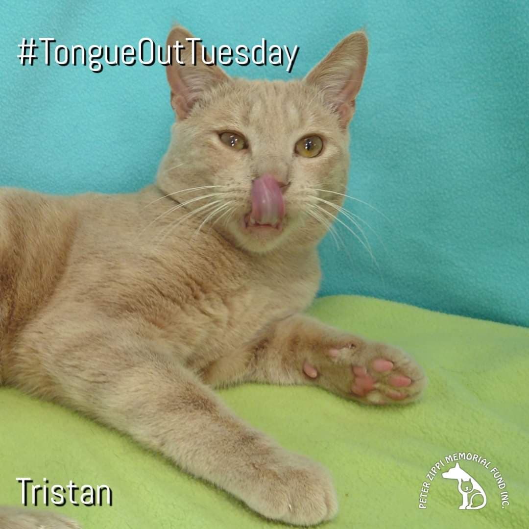 It's <a target='_blank' href='https://www.instagram.com/explore/tags/TongueOutTuesday/'>#TongueOutTuesday</a> and <a target='_blank' href='https://www.instagram.com/explore/tags/TabbyTuesday/'>#TabbyTuesday</a> all in one with Tristan! This guy has fallen on some challenging times having to deal with a skin infection. It's 100% curable but will take some time. In spite of it all, he's still as feisty and as loving as ever. Send some positive healing energy his way.
💗
<a target='_blank' href='https://www.instagram.com/explore/tags/adoptdontshop/'>#adoptdontshop</a> <a target='_blank' href='https://www.instagram.com/explore/tags/adoptlocal/'>#adoptlocal</a>  <a target='_blank' href='https://www.instagram.com/explore/tags/catoftheday/'>#catoftheday</a> <a target='_blank' href='https://www.instagram.com/explore/tags/cats/'>#cats</a> <a target='_blank' href='https://www.instagram.com/explore/tags/catsofinstagram/'>#catsofinstagram</a> <a target='_blank' href='https://www.instagram.com/explore/tags/meow/'>#meow</a> <a target='_blank' href='https://www.instagram.com/explore/tags/NKLA/'>#NKLA</a> <a target='_blank' href='https://www.instagram.com/explore/tags/PetAdoption/'>#PetAdoption</a> <a target='_blank' href='https://www.instagram.com/explore/tags/peterzippifund/'>#peterzippifund</a> <a target='_blank' href='https://www.instagram.com/explore/tags/rescuepetsrock/'>#rescuepetsrock</a> <a target='_blank' href='https://www.instagram.com/explore/tags/zippicat/'>#zippicat</a>