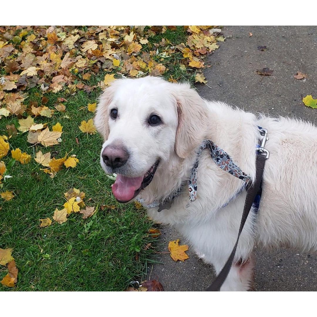 It’s true, we’ve got a Golden in residence! Please read his entire bio to ensure he would be a good fit for your home before applying:

My name is Tyler. I am a 5yo Golden Retriever and I weigh 94lbs. I’m at SCCR because my human got sick and had to go to a different place to live and I wasn’t allowed to go. I am hoping for a home where I can get lots of love and attention and be with my human as much as possible.
 
Foster Mom says I should be honest so I am going to tell you all about me — the good and the not-so-good. I am completely housebroken and will adjust to your schedule. I am good at waiting until you are ready to go for a walk or to let me into your backyard. 

I am choosy about my food; Foster Mom has found a food I really like and any treats fall into my tasty food category. As for my crate, you may have to coax me into it but once I’m in it’s okay. Foster Mom puts me in there when she isn’t home and I sleep in it at night. During the day, I can nap wherever if she’s home; she even allows me on furniture.

I’m okay with other dogs but I don’t care to play. If they get too close or they try to entice me to play I will run away from them. I’m just not interested. I do love my toys and usually carry one around the house. Loud noises make me a little nervous and I admit that children are not high on my list of enjoyable humans. 
 
I love my walks. Foster Mom is working with me on not pulling on leash. I’m learning. Oh, and I have some allergies but they seem to be under control with Apoquel. My ears take the brunt of the allergies so you may have to put drops in them from time to time. I’m used to it and won’t put up much of a fuss. 
 
Are you a grown-up? Generous with ear scratches and belly rubs? Do you have a pantry well-stocked with yummy treats? And, most importantly, are you looking for someone to love? Look no further. I’m right here.