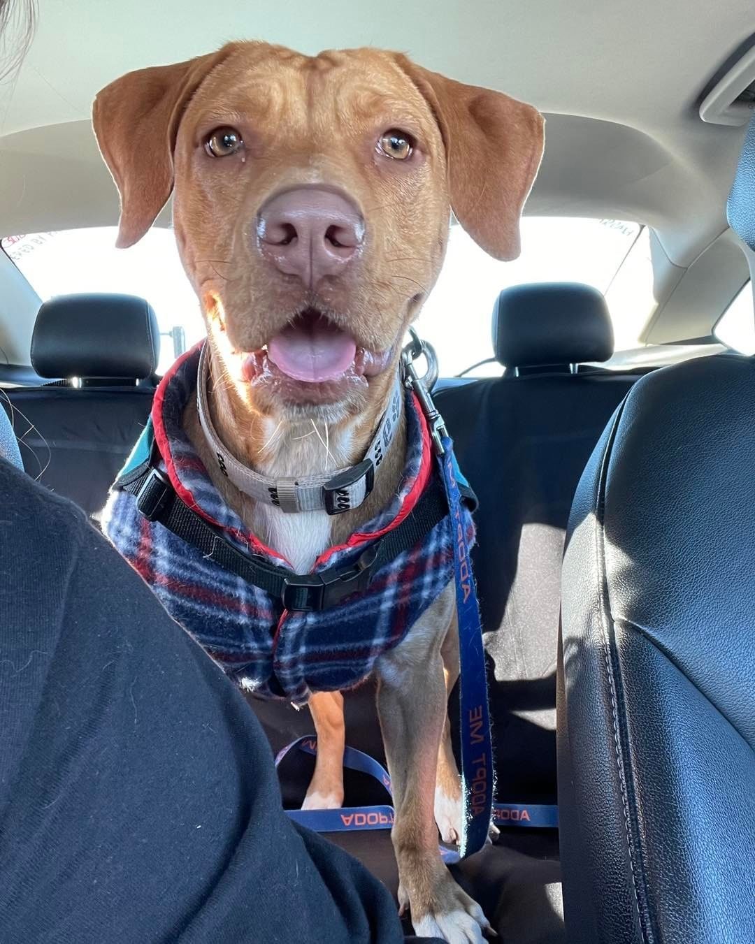 Anya got to go on an outing to Home Depot! She had the best time she got to go in the car, smell many smells, and meet a bunch of new people! This sweet lady is available for adoption & really hoping to find her people soon. 

🐾Please share🐾

<a target='_blank' href='https://www.instagram.com/explore/tags/darbsterdoggy/'>#darbsterdoggy</a> <a target='_blank' href='https://www.instagram.com/explore/tags/darbsterfoundation/'>#darbsterfoundation</a> <a target='_blank' href='https://www.instagram.com/explore/tags/opttoadopt/'>#opttoadopt</a> <a target='_blank' href='https://www.instagram.com/explore/tags/rescuedogsofinstagram/'>#rescuedogsofinstagram</a> <a target='_blank' href='https://www.instagram.com/explore/tags/rescuedismyfavoritebreed/'>#rescuedismyfavoritebreed</a>