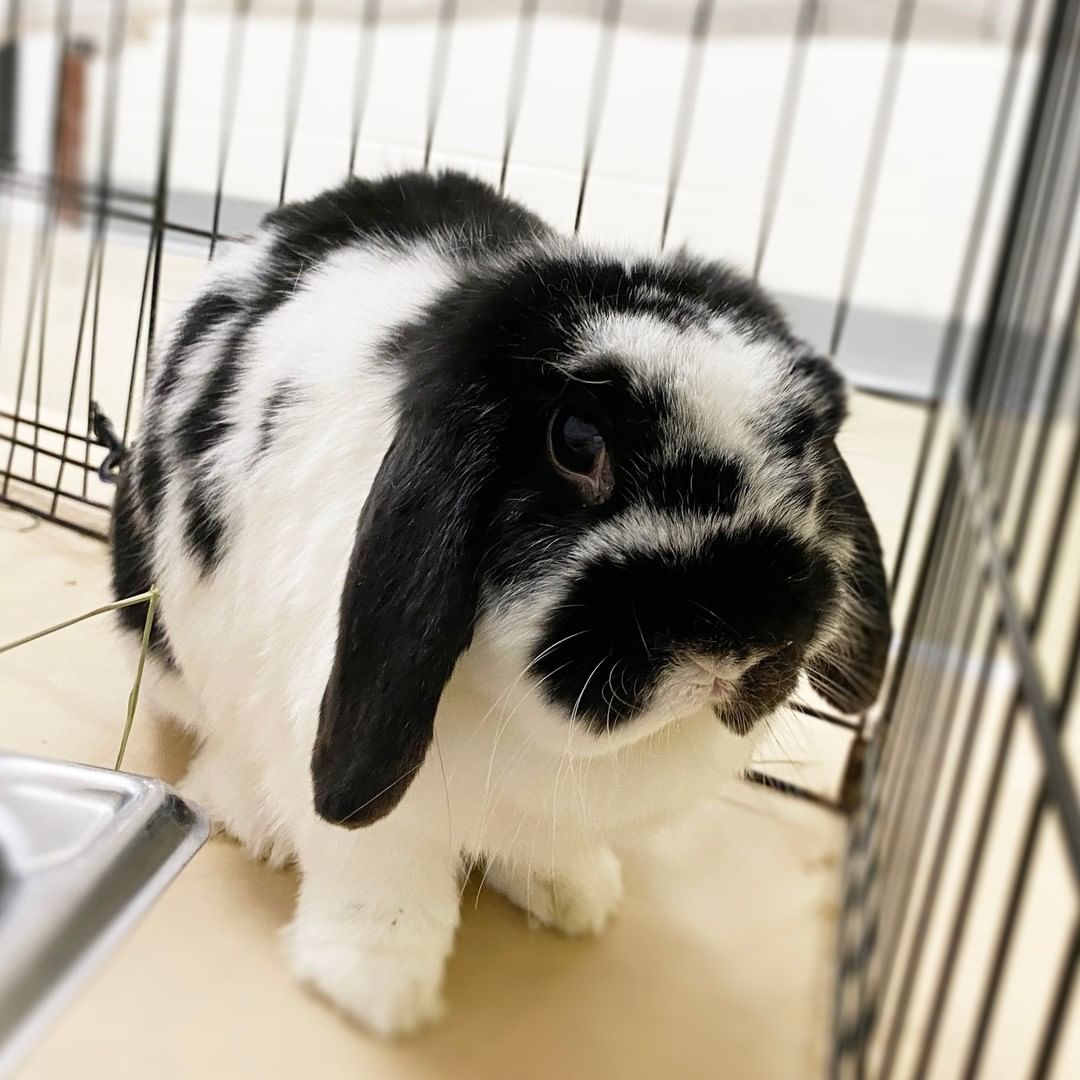 Hello, world! My name is Yoshi because a cool Holland Lop like me needed a cool name! I'm 6 years old, so I have a good amount of experience being a sweet and affectionate rabbit. 

If you're looking for a some bunny to love, schedule an appointment to meet me at AlexandriaAnimals.org/Adopt-By-Appointment or with the link in our bio.

<a target='_blank' href='https://www.instagram.com/explore/tags/alexanimals/'>#alexanimals</a> <a target='_blank' href='https://www.instagram.com/explore/tags/adoptyoshi/'>#adoptyoshi</a> <a target='_blank' href='https://www.instagram.com/explore/tags/rabbitsofinstagram/'>#rabbitsofinstagram</a> <a target='_blank' href='https://www.instagram.com/explore/tags/hollandlop/'>#hollandlop</a>