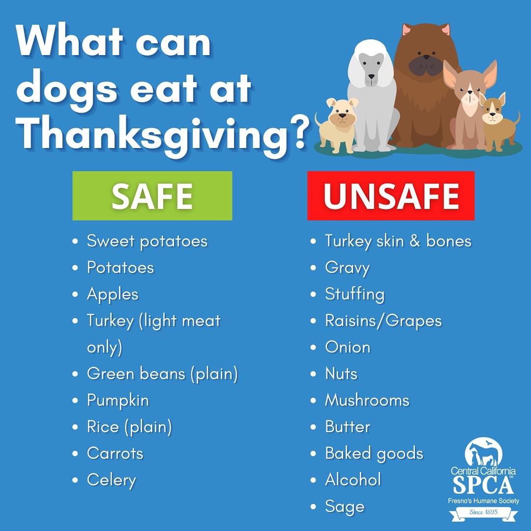 🦃 Please be mindful this holiday on what your dogs can eat and can’t eat 🦃

According to the American Veterinary Association, vets see an uptick in visits during the holidays thanks in large part to our four-legged-friends eating things they shouldn’t. 🥺