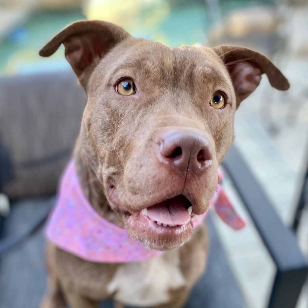 Mornin’ from 6 of mama Ember’s puppies!🤩

If you supported our 10th birthday fundraiser in October in any way, take a moment to celebrate your impact ✨ Ember and her puppies are safe and going to live wonderful lives because of you! Thank you for helping us save them!

Swipe through to see this beautiful family 😍👉 Mama Ember (who has this gorgeous cinnamon/tan/red brindle), Pie, Cider, Bones, Clove, Crisp and Pecan are all available for adoption.

Mama is about 2 years old and 44 pounds. Pups are about 11 weeks old and probably going to be around 50 pounds. They’re definitely mixed with some Husky!

If you’re interested in Ember or any of the pups, please fill out an adoption application through the link in our bio or thelittlereddog.org ❤️