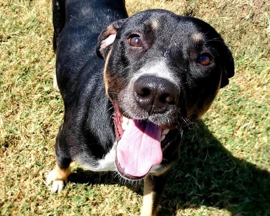 🌟 AVAILABLE 🌟 - retriever/kelpie mixed breed

This handsome tri-color boy is Rookie! He is a 2yr old retriever/kelpie mix (guess). He may have some Aussie and/or another breed or two in him as well. He weighs 50lbs and is as healthy as a horse! He is a goofy, happy, and active boy. He LOVES other dogs of all sizes and enjoys running and playing. He likes to go for runs, walks, and play fetch. He is not a fan of the swimming pool. He is fantastic with kids and would happily keep them busy playing all day. While being active he is also an easy-going, social butterfly. Rookie is house trained, up to date on vaccines, monthly flea/tick/heartworm prevention, is neutered and ready for a FUREVER home. If you think this well rounded boy would be a fit for you please use the link below to submit an adoption application. 

Adoption Application:
https://airtable.com/shr305FuyR4v4JWQb

Petfinder Link:  https://www.petfinder.com/dog/rookie-id-number-583-53536451/pa/blue-bell/furry-tales-animal-rescue-pa1105/

Website Link: https://furrytalesrescue.wixsite.com/home

PLEASE note that we are a 100% volunteer foster-based rescue. It may take a few days or up to 1-2 weeks to hear back from us. 

** We are based out of Blue Bell, PA. We allow adoptions to PA, NJ, MD, DE, VA, WV, CT and NY. At this time we do not adopt out to homes who are over ~200 miles from our location. *

.
.
.
.
.
<a target='_blank' href='https://www.instagram.com/explore/tags/rescue/'>#rescue</a> <a target='_blank' href='https://www.instagram.com/explore/tags/adoptme/'>#adoptme</a> <a target='_blank' href='https://www.instagram.com/explore/tags/rescuedogs/'>#rescuedogs</a> <a target='_blank' href='https://www.instagram.com/explore/tags/rescuedogsrock/'>#rescuedogsrock</a> <a target='_blank' href='https://www.instagram.com/explore/tags/kelpie/'>#kelpie</a> <a target='_blank' href='https://www.instagram.com/explore/tags/retriever/'>#retriever</a> <a target='_blank' href='https://www.instagram.com/explore/tags/mixedbreed/'>#mixedbreed</a> <a target='_blank' href='https://www.instagram.com/explore/tags/highenergy/'>#highenergy</a> <a target='_blank' href='https://www.instagram.com/explore/tags/goodboy/'>#goodboy</a> <a target='_blank' href='https://www.instagram.com/explore/tags/dogoftheday/'>#dogoftheday</a>