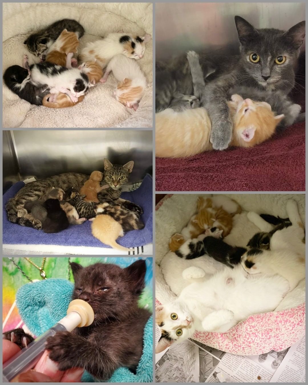 Kitten season was once a time when our shelter was full of little ones for just a few months. This is no longer just a brief season; our shelter is inundated with kittens year-round. This year, we are experiencing an influx in the number of calls we receive DAILY in regards to kittens needing help. Kittens require more medical care than most adult cats. From vaccines and medications to formula, the cost adds up for caring for kittens. In addition to abandoned kittens needing our help, we have had an abundance of kittens born in our facility this year. Once those kittens had been weaned, some of the mother cats actually had to nurse multiple litters we received that were far too young to survive on their own. At times we received kittens with umbilical cords still attached. The reason these kittens are able to grow into healthy and happy cats is because of YOU! We have an amazing foster team providing the love and enrichment that is crucial for the kittens' development, and YOUR SUPPORT is why we are able to provide the necessary vet care and life-sustaining supplies for our kittens. This <a target='_blank' href='https://www.instagram.com/explore/tags/GivingTuesday/'>#GivingTuesday</a> your support can have DOUBLE THE IMPACT! Donations are being matched up to $25,000! Your life-saving gift can be given at https://humanesocietynmb.org/givingtuesday/+