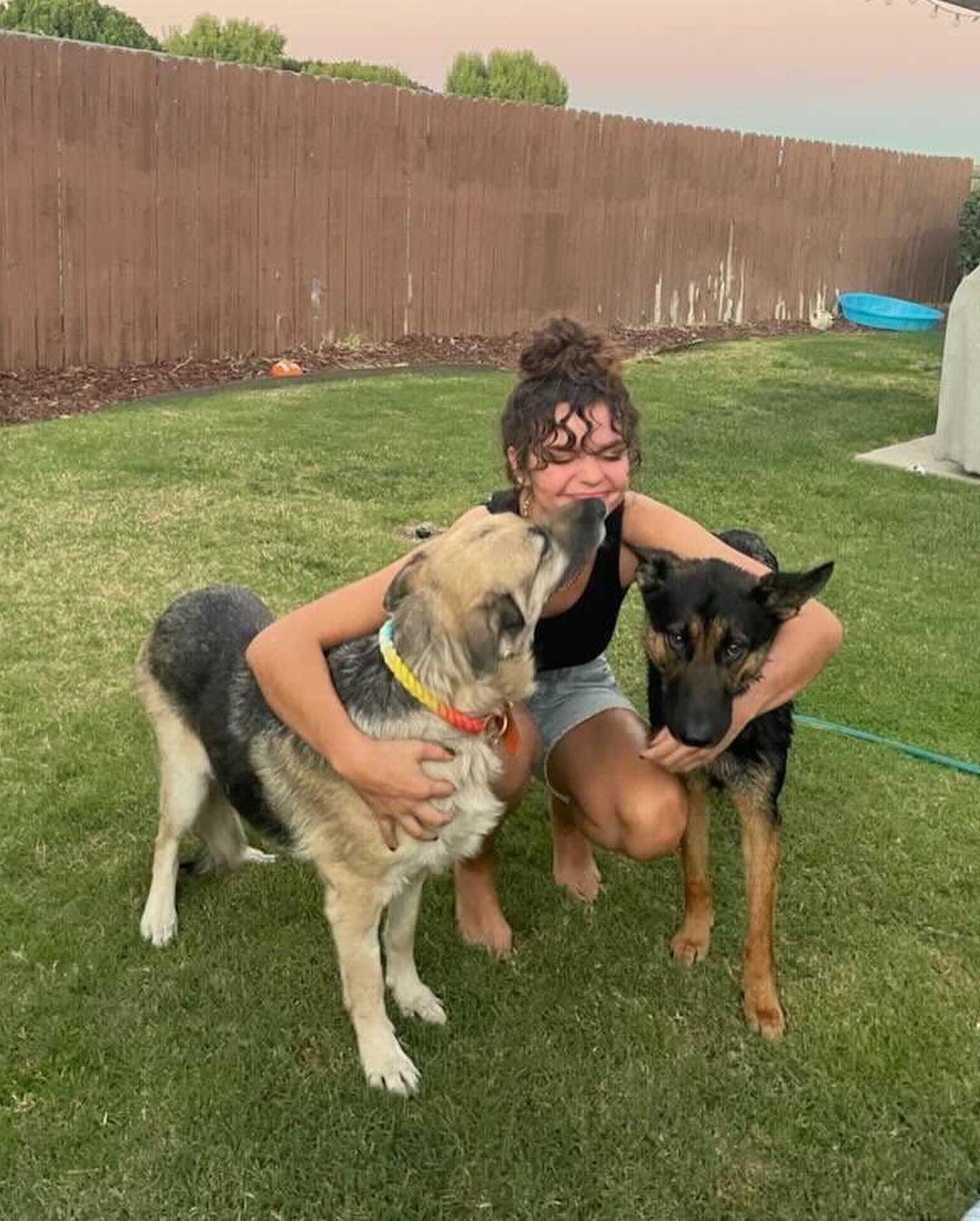 It’s time for a pupdate on Buttercup Belle 🐶🌟 A couple weeks ago, we rescued Buttercup Belle (fka Spell <a target='_blank' href='https://www.instagram.com/explore/tags/A756700/'>#A756700</a>) from the Devore Shelter. She was euth-listed due to a grapefruit sized mammary mass on her belly. After rescuing her, she went straight to @malibuvet at @malibucoastanimal where she received a total health blood panel, urinalysis, cytology, nail trim and ointment for scarring on her ears from fly strikes or an auto immune disease. Fortunately, she had her mammary mass removed and has been recovering in her foster home. Now she’s officially ready for adoption 💛

Oh, hello there! I’m Buttercup, an 8 year old, 62lb German Shepherd.

✨ I was rescued from the scary shelter where I was on the euthanasia list for having a tumor on my chest. HIT Living saved me and got all of that taken care of and I am in the CLEAR and ready to live out my golden years with my new (forever) family!

✨ *Yawn* What time is it? It’s nap time. A little siesta, if you will. I may be an old lady at heart, but after a little snooze to recharge my batteries, I’ll have some energy to play! It doesn’t take too much to tire me out though. A little bit of action is enough to wear me out. Just some light squeezes of the squeaky toy oughta do the trick!

✨ I may be an independent woman, but that’s not to say I don’t adore people. It’s a good thing this grandma doesn’t wear lipstick, otherwise all those kisses I give would leave you with some serious smooch stains! 😚

✨ Darling, the key to a long life is to not sweat the small things. I live by that motto, so I don’t stress out easily. My foster family says they have never seen me stressed out, so I must be doing something right!

Apply to adopt Buttercup Belle at hitlivingfoundation.org 💫

<a target='_blank' href='https://www.instagram.com/explore/tags/hitliving/'>#hitliving</a> <a target='_blank' href='https://www.instagram.com/explore/tags/foundlove/'>#foundlove</a> <a target='_blank' href='https://www.instagram.com/explore/tags/gsd/'>#gsd</a> <a target='_blank' href='https://www.instagram.com/explore/tags/gsdofinstagram/'>#gsdofinstagram</a> <a target='_blank' href='https://www.instagram.com/explore/tags/gsdlife/'>#gsdlife</a> <a target='_blank' href='https://www.instagram.com/explore/tags/devorenomore/'>#devorenomore</a> <a target='_blank' href='https://www.instagram.com/explore/tags/devoreshelter/'>#devoreshelter</a> <a target='_blank' href='https://www.instagram.com/explore/tags/devoresheltersurvivor/'>#devoresheltersurvivor</a> <a target='_blank' href='https://www.instagram.com/explore/tags/gsdlover/'>#gsdlover</a> <a target='_blank' href='https://www.instagram.com/explore/tags/losangeles/'>#losangeles</a>