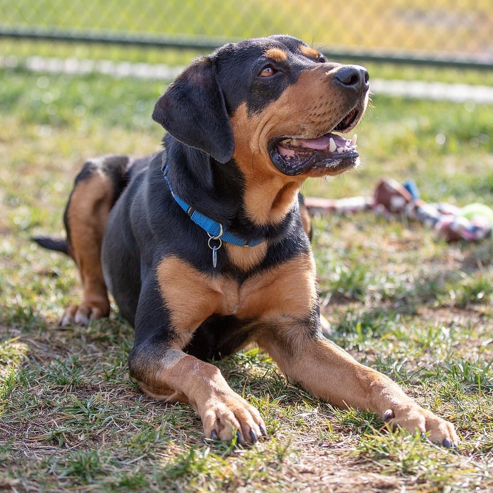 Do you need an extra player for your Thanksgiving backyard football game? Bruce is ready to step in! 

This happy pup loves to play ball and will go long for all of your touchdown passes! Bruce loves playing with other pups or making friends with people, no need to trade players, he is ready to join the team! Bruce might need to brush up on a few plays, but he learned 