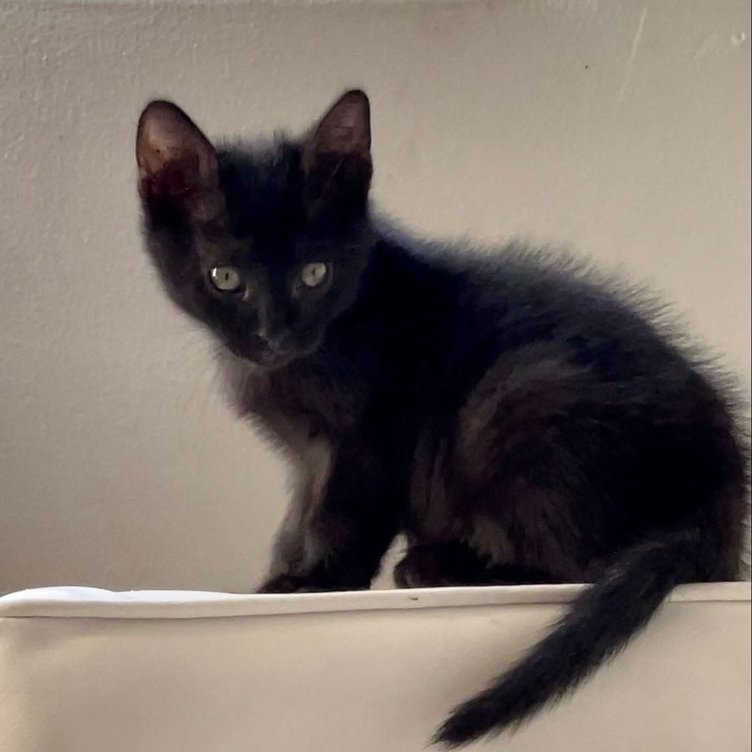 Sweet little Hades!! 
Hades and his siblings were rescued when a kind person found them in a box under his truck. Another kind person got involved and was able to reach our rescue and secured a foster- where they have been growing and loving on their foster humans. 
Hades is the smallest of the litter but also the spunkiest!!! This little guy is ALL play energy! He loves to run around chasing his siblings, wrestling and acting bigger than he is. 
As soon as playtime is over and he’s all tuckered out- Hades is all about the cuddles! He loves people; purring immediately when he's petted and loves being cuddled with. He’s a ball of energy and a HUGE lover!! 
Hades is hoping to be adopted with one of his siblings (please see Persephone, Calypso and Hestia) and/or MUST be adopted into a home with a kitten friendly pet. 
Hades is up to date on shots, negative for FIV/FELV, microchipped and will be neutered at the appropriate age. 
His DOB is 9/8.
DM for an adoption questionnaire! 
.
.
.
.
.
.
.
.
.
<a target='_blank' href='https://www.instagram.com/explore/tags/blackkitties/'>#blackkitties</a><a target='_blank' href='https://www.instagram.com/explore/tags/blackkittens/'>#blackkittens</a><a target='_blank' href='https://www.instagram.com/explore/tags/meowmonday/'>#meowmonday</a><a target='_blank' href='https://www.instagram.com/explore/tags/meowdel/'>#meowdel</a><a target='_blank' href='https://www.instagram.com/explore/tags/mondayvibes/'>#mondayvibes</a><a target='_blank' href='https://www.instagram.com/explore/tags/minipanther/'>#minipanther</a><a target='_blank' href='https://www.instagram.com/explore/tags/blackcatsofig/'>#blackcatsofig</a><a target='_blank' href='https://www.instagram.com/explore/tags/blackcatsofinstagram/'>#blackcatsofinstagram</a><a target='_blank' href='https://www.instagram.com/explore/tags/kittybutt/'>#kittybutt</a><a target='_blank' href='https://www.instagram.com/explore/tags/catlife/'>#catlife</a><a target='_blank' href='https://www.instagram.com/explore/tags/ittakesavillage/'>#ittakesavillage</a><a target='_blank' href='https://www.instagram.com/explore/tags/fostering/'>#fostering</a><a target='_blank' href='https://www.instagram.com/explore/tags/catstagram/'>#catstagram</a><a target='_blank' href='https://www.instagram.com/explore/tags/blackkittensofinstagram/'>#blackkittensofinstagram</a><a target='_blank' href='https://www.instagram.com/explore/tags/adoptdontshop/'>#adoptdontshop</a>