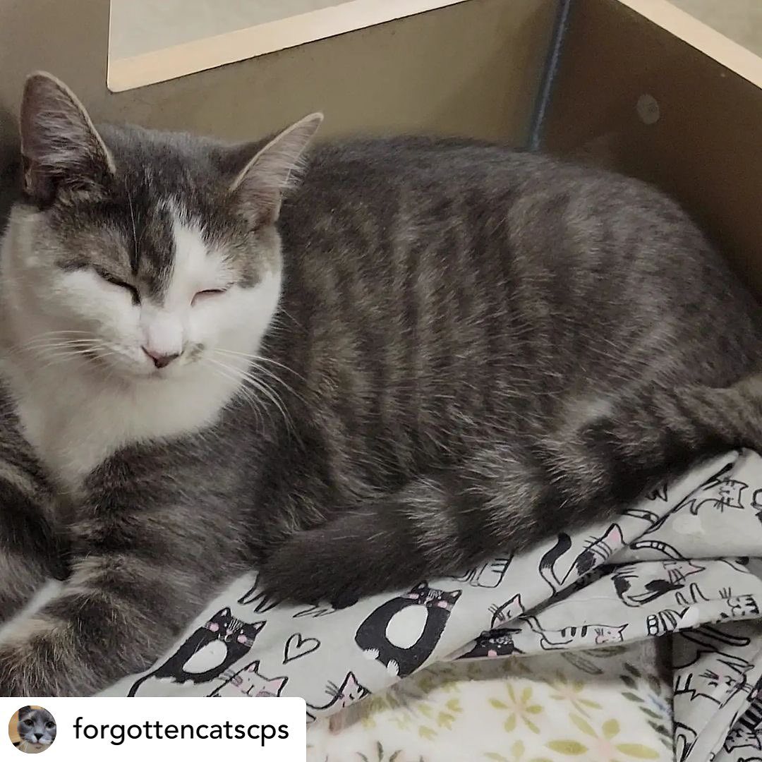 Wow!! Look at this gorgeous girl who just arrived at the Christiana PetSmart 😻💗😻💗 We’re in love with you SLINKY!!!

Apply online using link in bio or in person at Christiana Petsmart 💙<a target='_blank' href='https://www.instagram.com/explore/tags/forgottencatschristiana/'>#forgottencatschristiana</a> <a target='_blank' href='https://www.instagram.com/explore/tags/forgottencats/'>#forgottencats</a> <a target='_blank' href='https://www.instagram.com/explore/tags/catsofinstagram/'>#catsofinstagram</a>