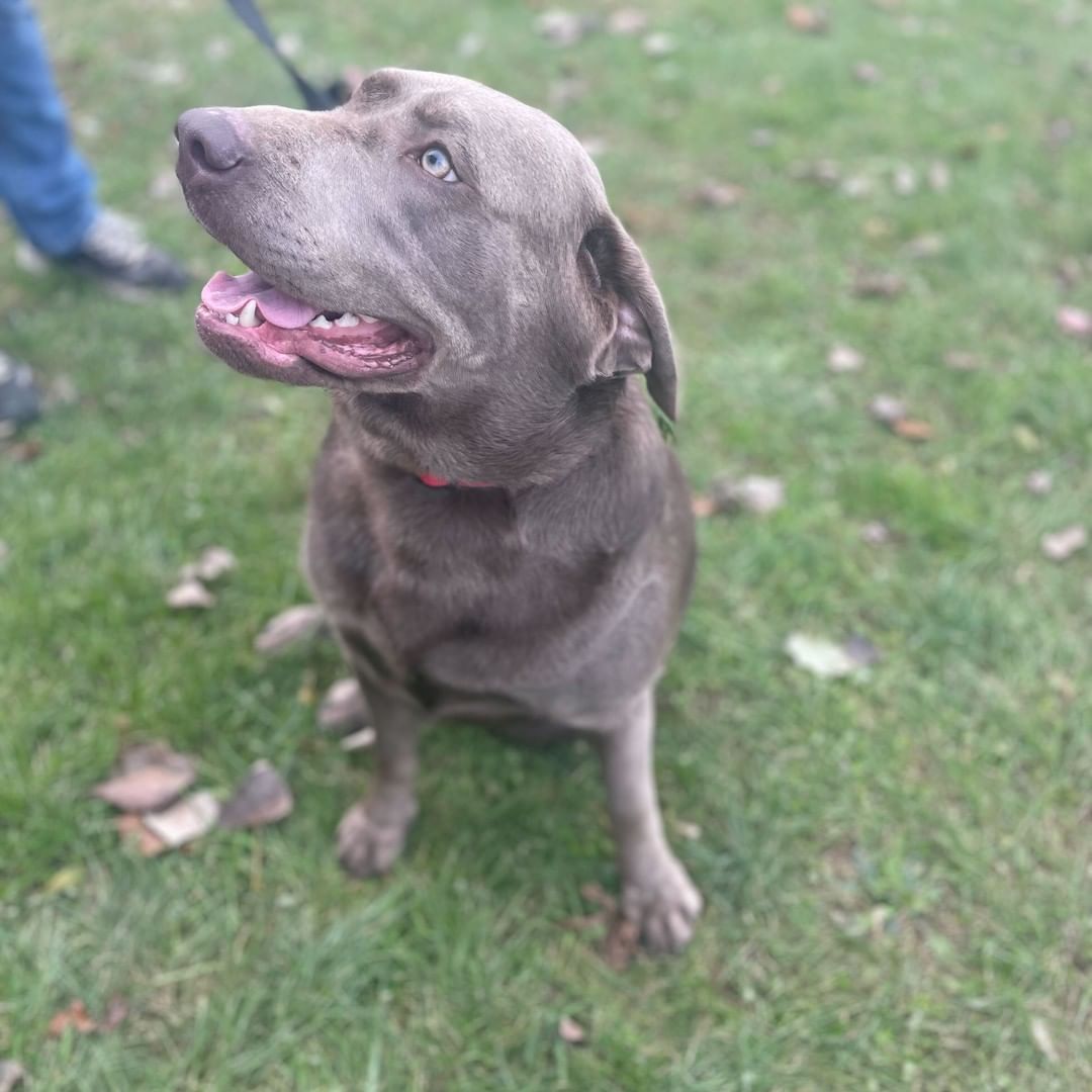 Update: Adopted!! 
Meet Jersey! Jersey is a 1-year-old female Silver Labrador. She is sweet as pie (no pun intended for the holiday!) 🥧  Jersey loves anyone and everyone she meets- so much so that she loves to give hugs! Don't worry, we've been working with her on her manners when it comes to hugs! Jersey knows how to 